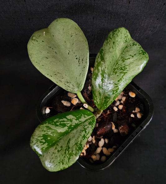 Hoya Chiang dao 'Silver'  Rare