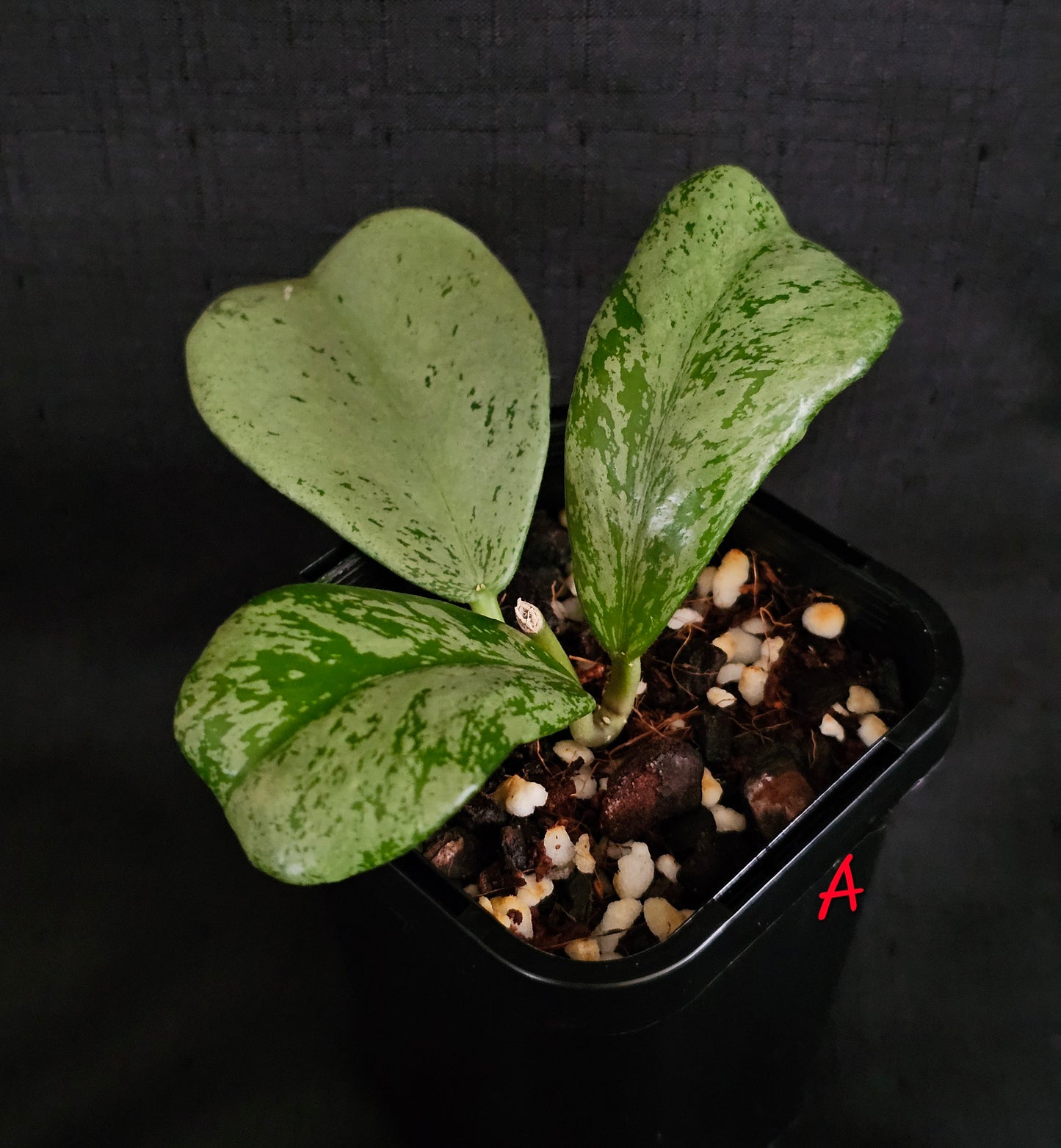 Hoya Chiang dao 'Silver'  Rare