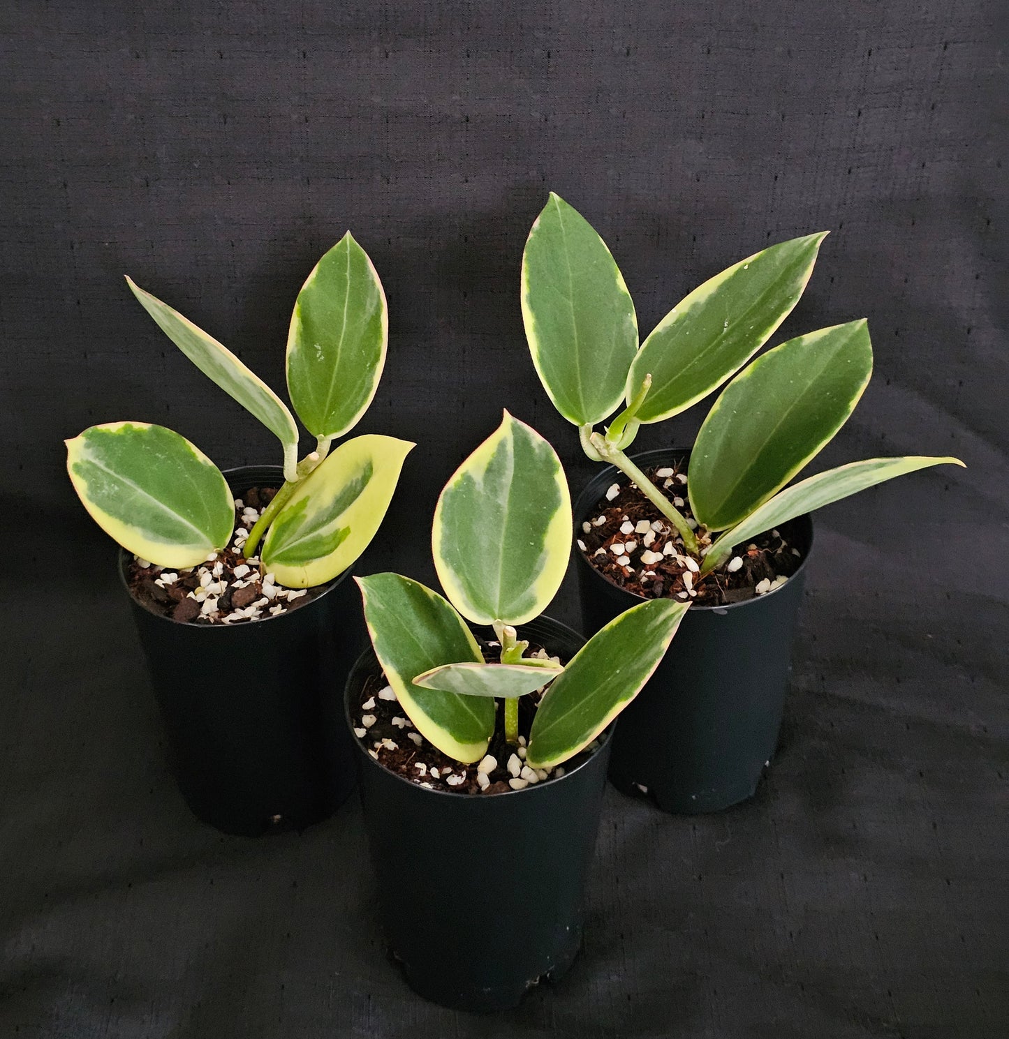 Hoya sp Para Albomarginata