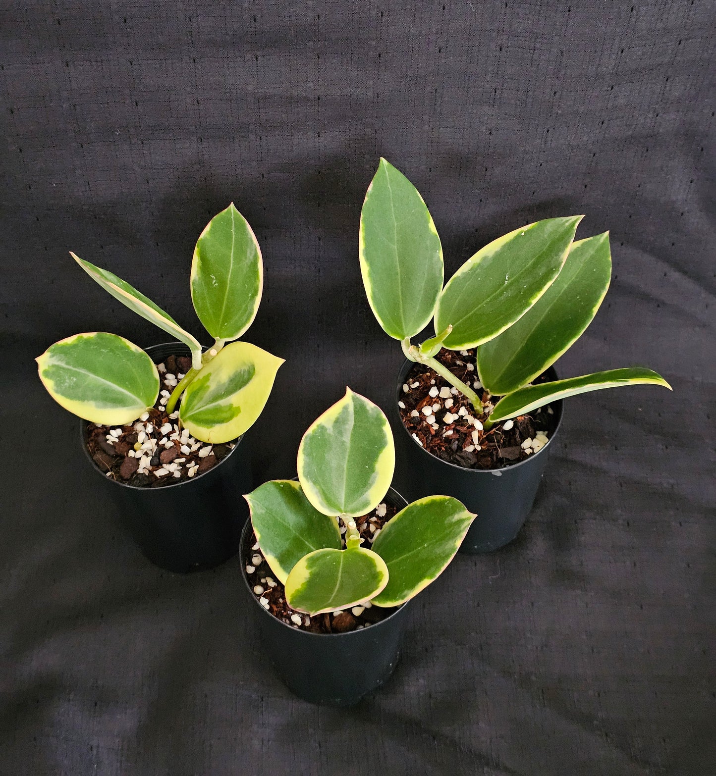 Hoya sp Para Albomarginata