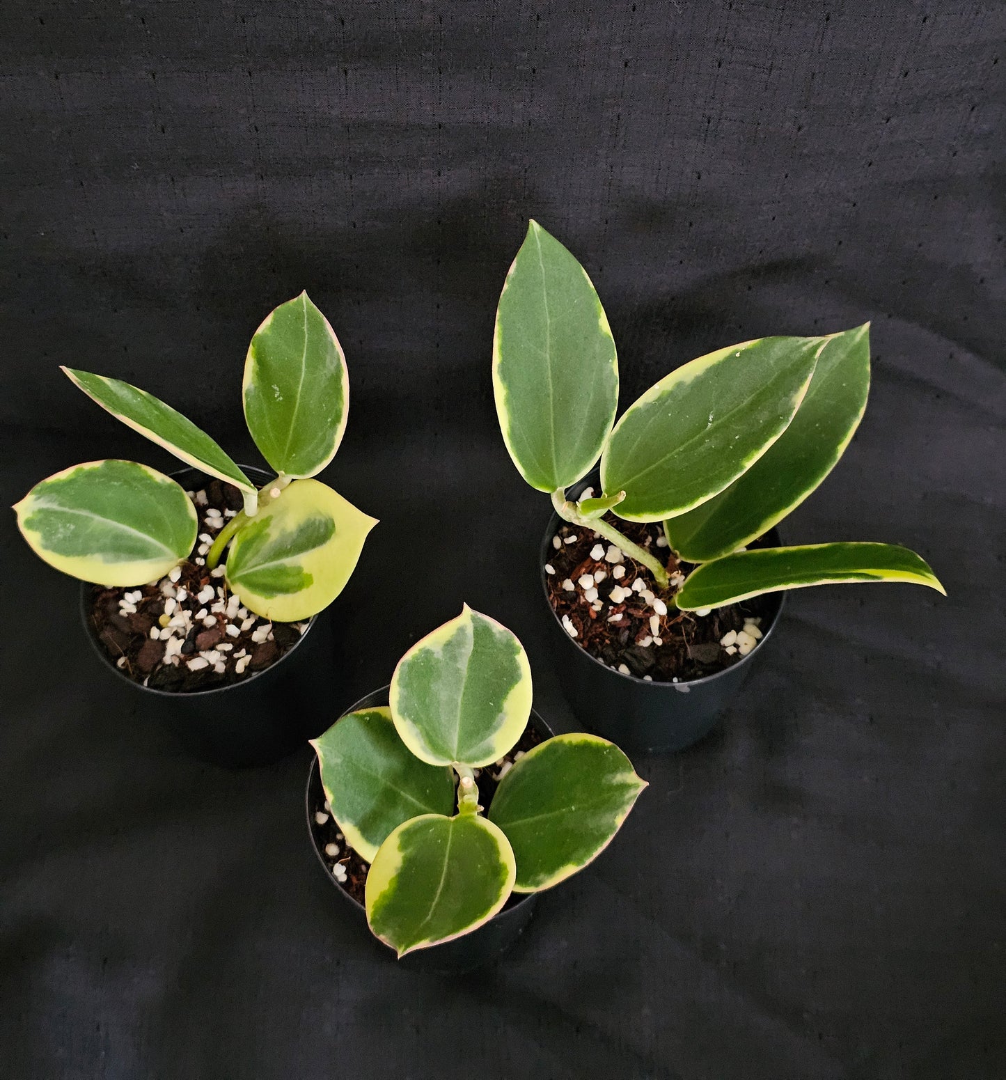 Hoya sp Para Albomarginata