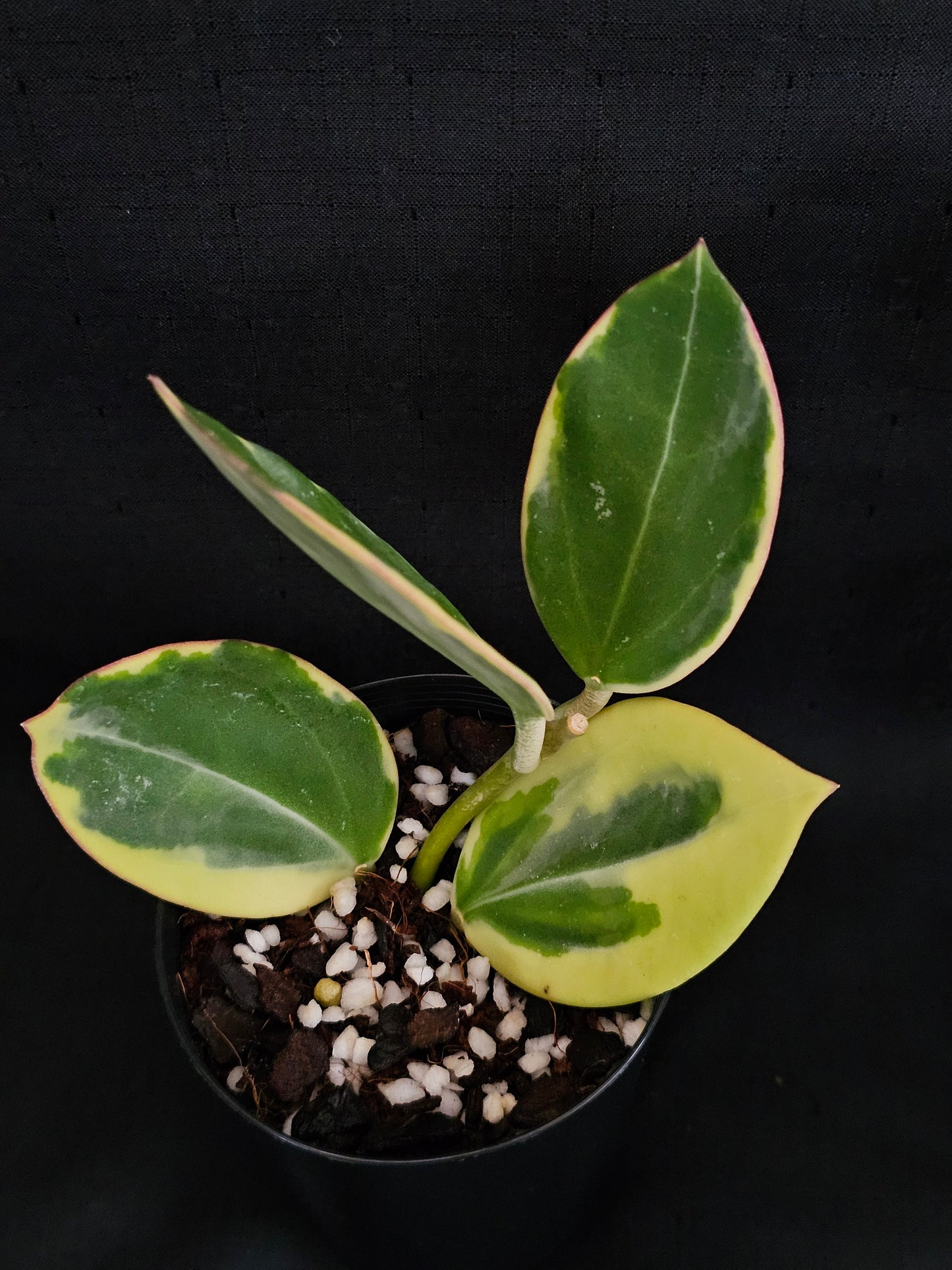 Hoya sp Para Albomarginata