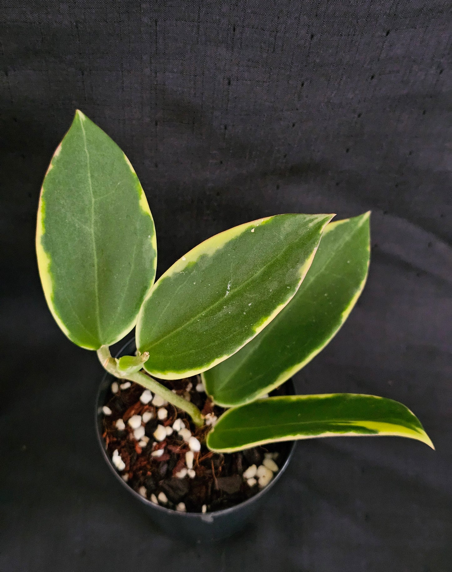 Hoya sp Para Albomarginata