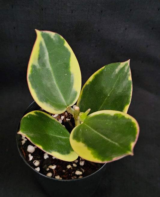Hoya sp Para Albomarginata
