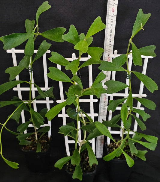 Hoya manipurensis