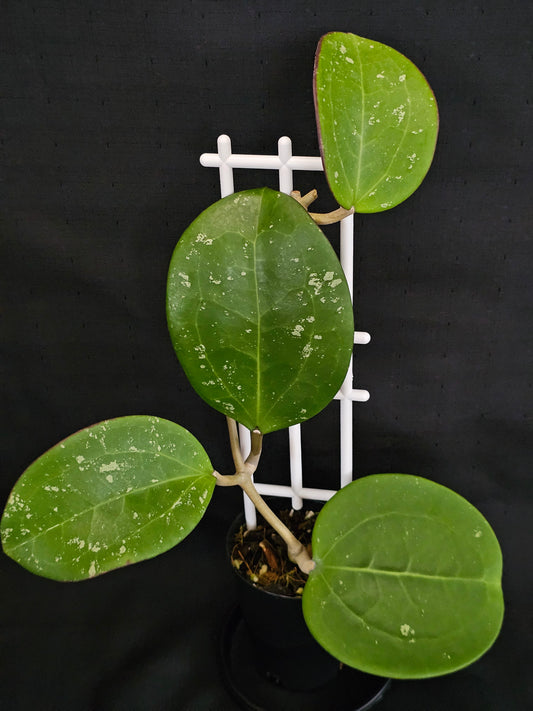 Hoya latifolia  'Dinner Plate'