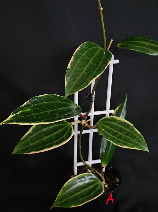 Hoya macrophylla (Latifolia) Albomarginata