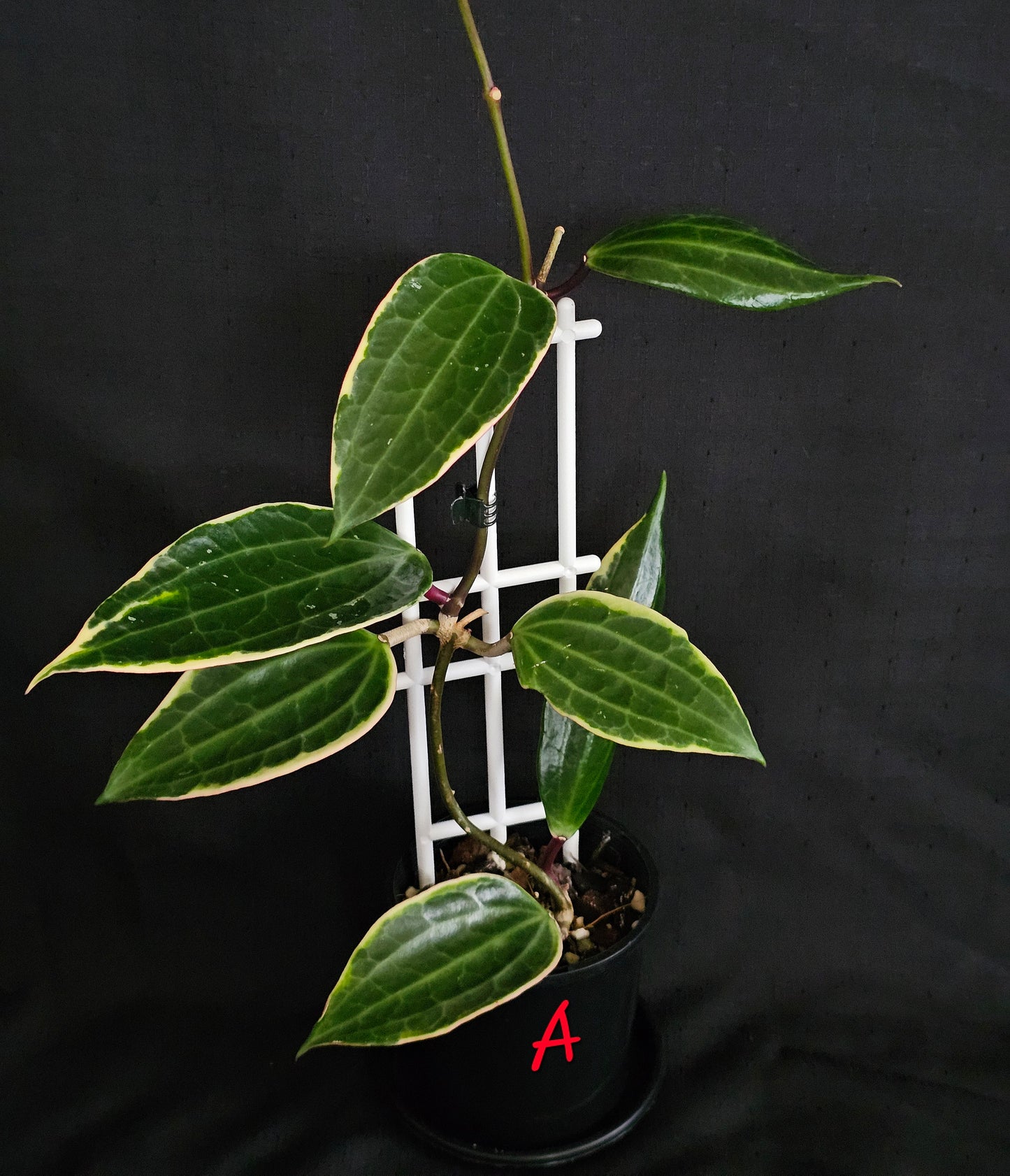 Hoya macrophylla (Latifolia) Albomarginata