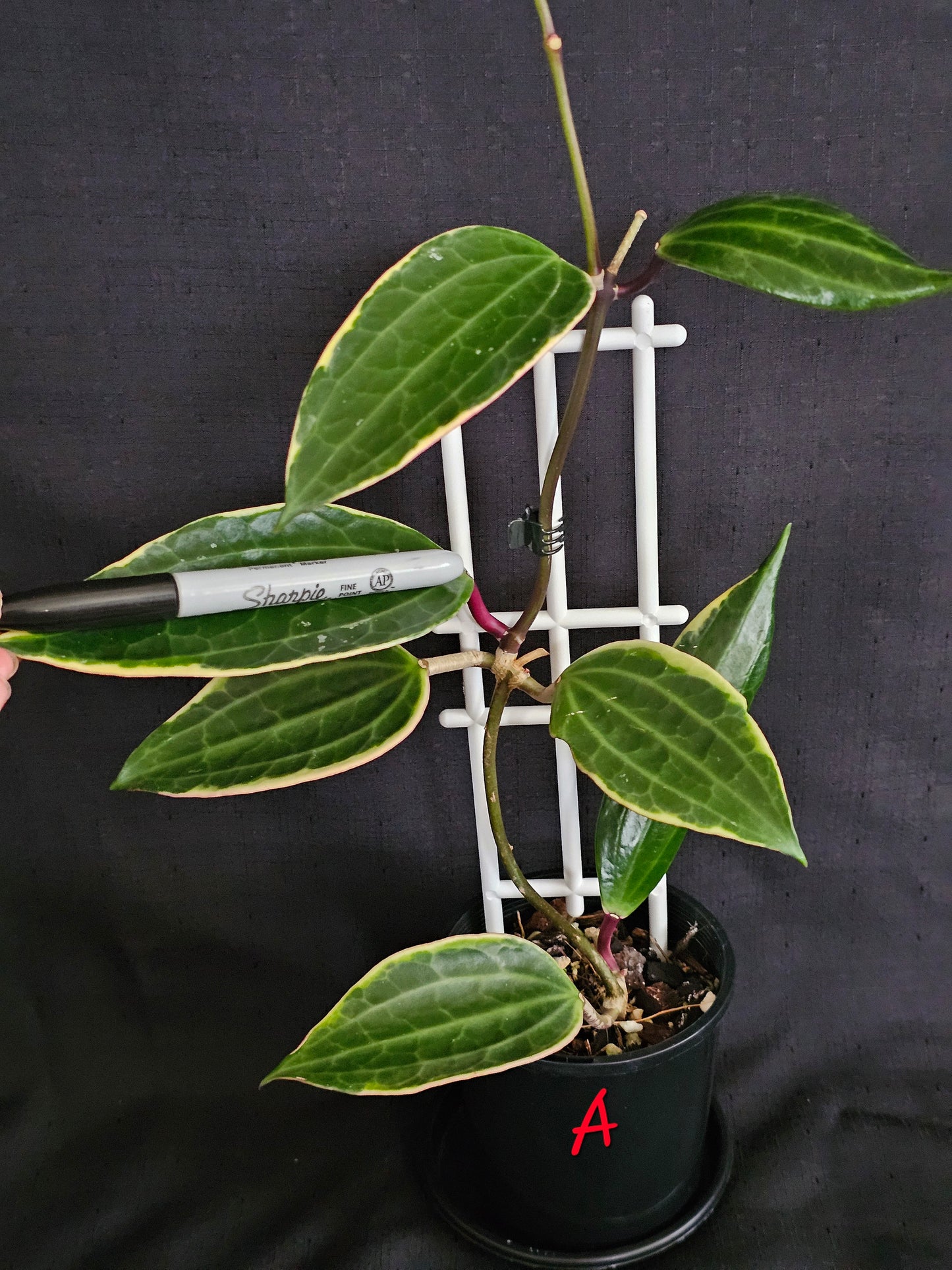 Hoya macrophylla (Latifolia) Albomarginata