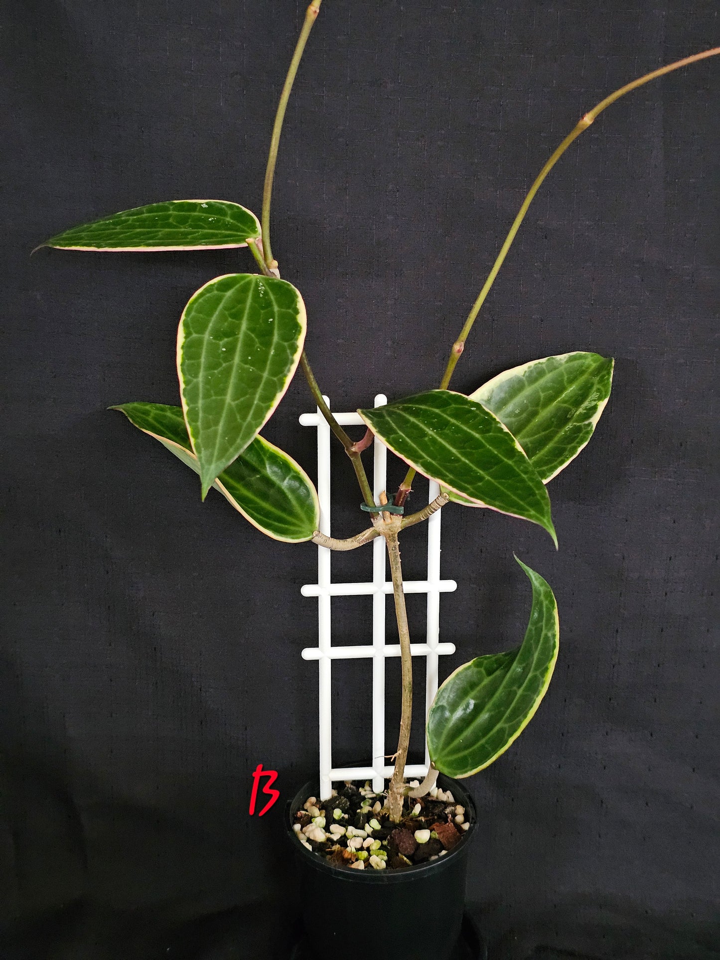 Hoya macrophylla (Latifolia) Albomarginata