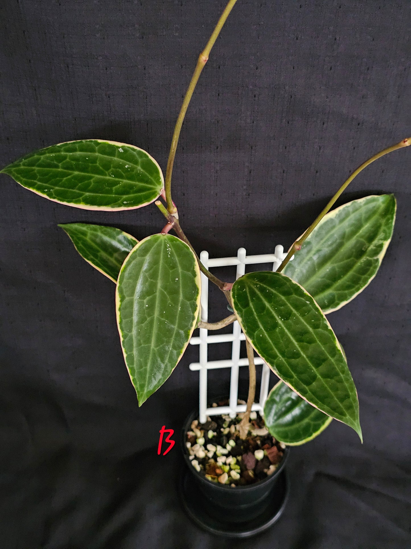 Hoya macrophylla (Latifolia) Albomarginata