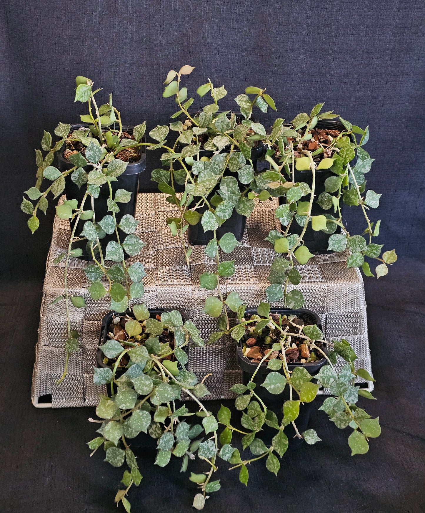 Hoya curtisii 'Thai' (Multi-Planted)
