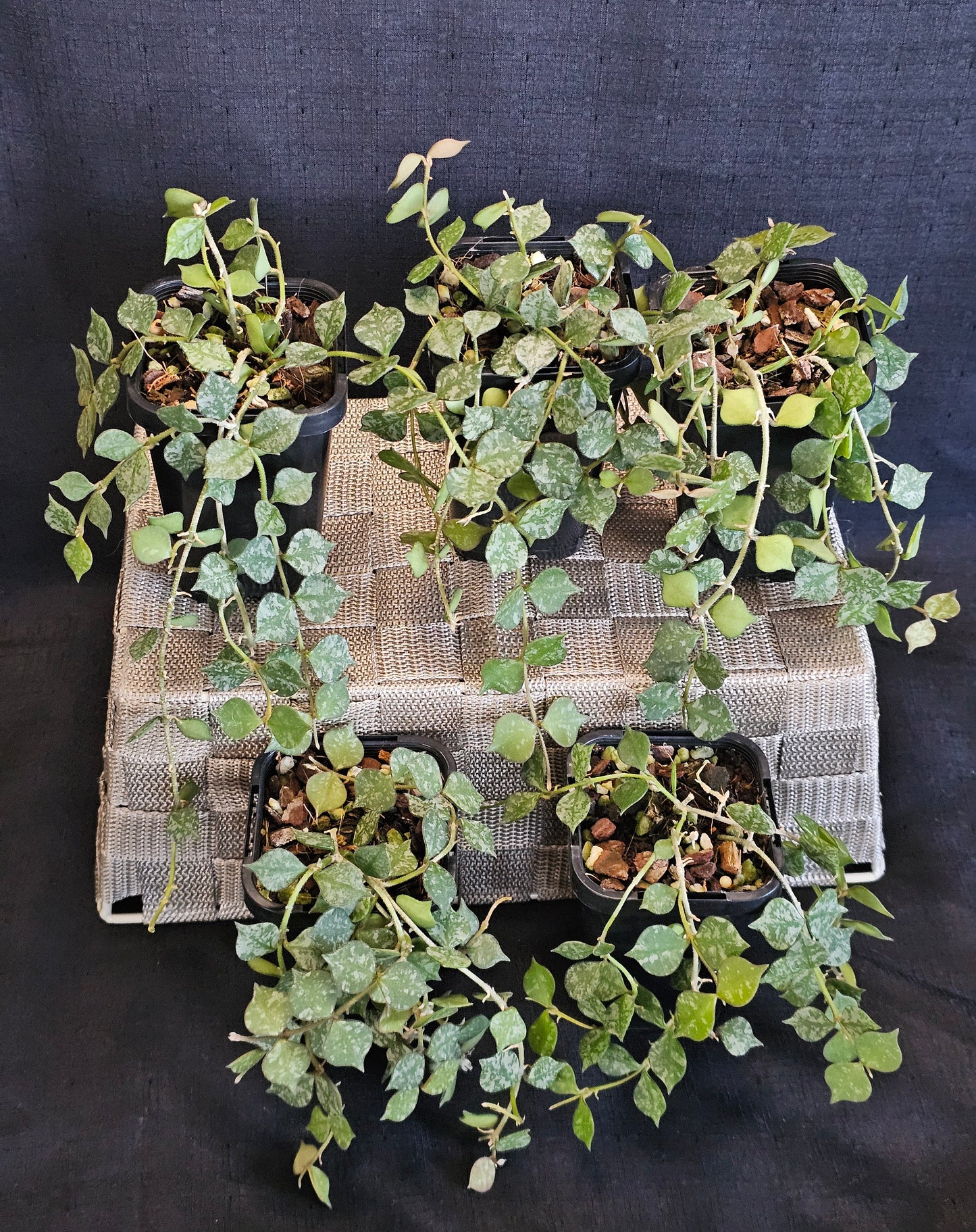 Hoya curtisii 'Thai' (Multi-Planted)