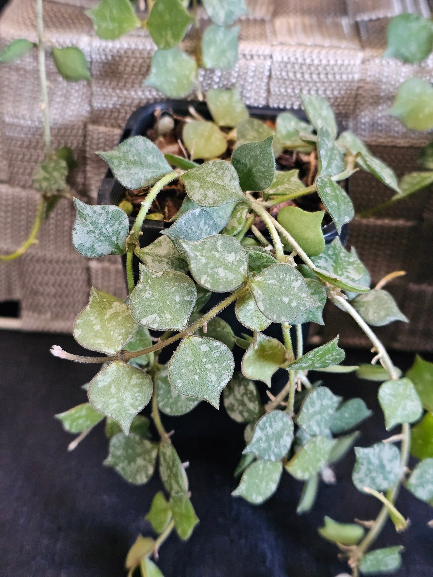 Hoya curtisii 'Thai' (Multi-Planted)