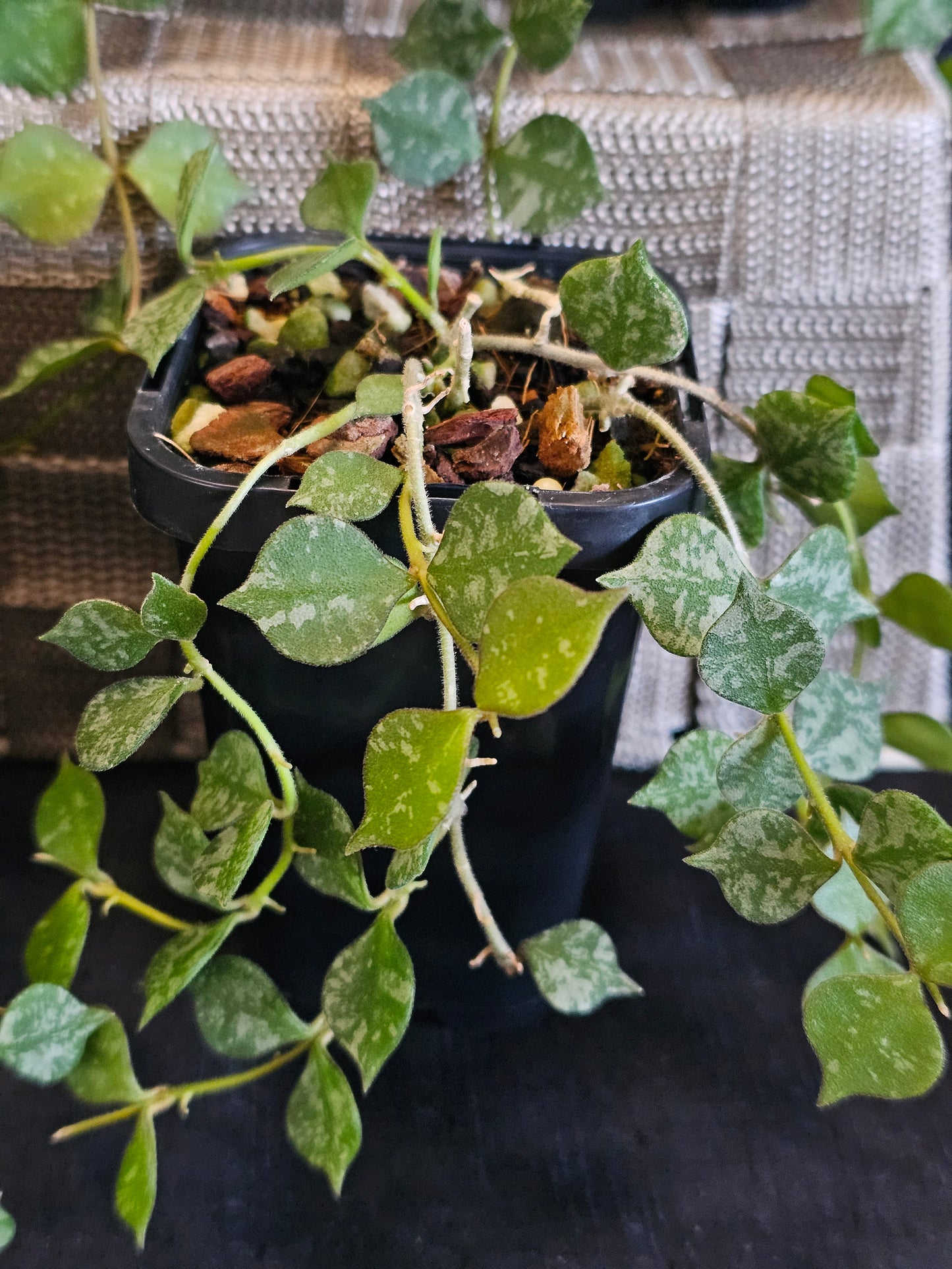 Hoya curtisii 'Thai' (Multi-Planted)