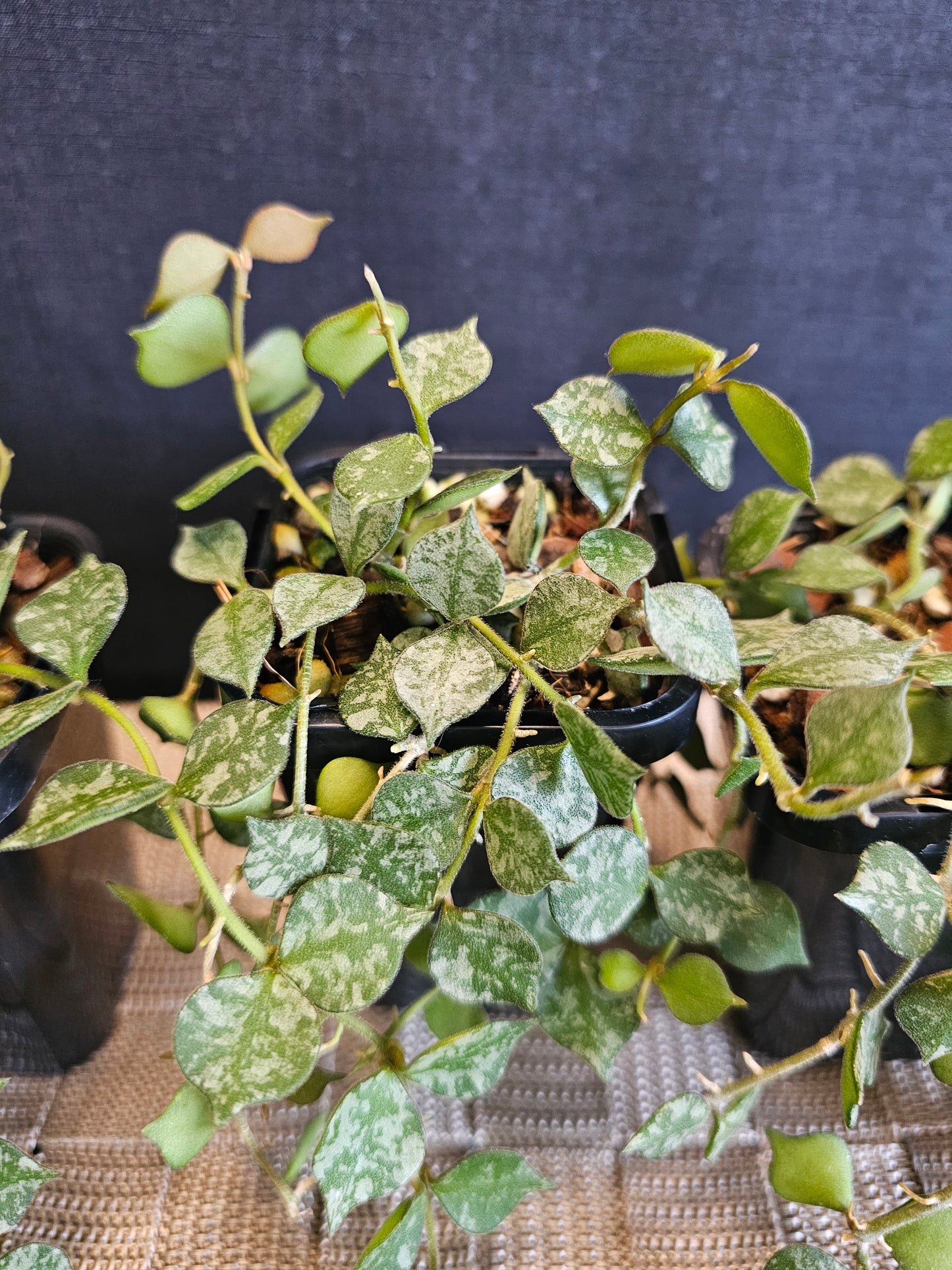 Hoya curtisii 'Thai' (Multi-Planted)