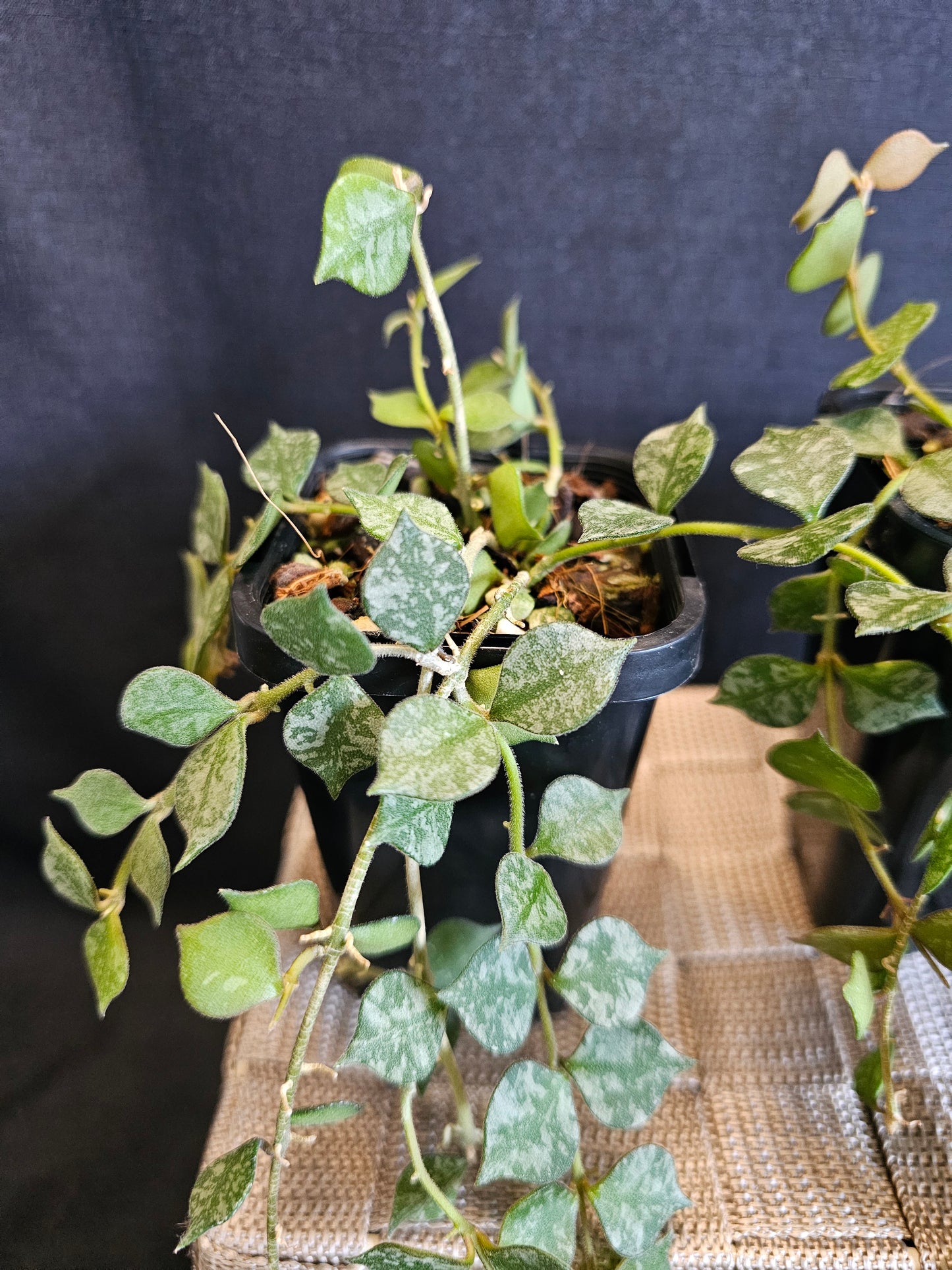 Hoya curtisii 'Thai' (Multi-Planted)