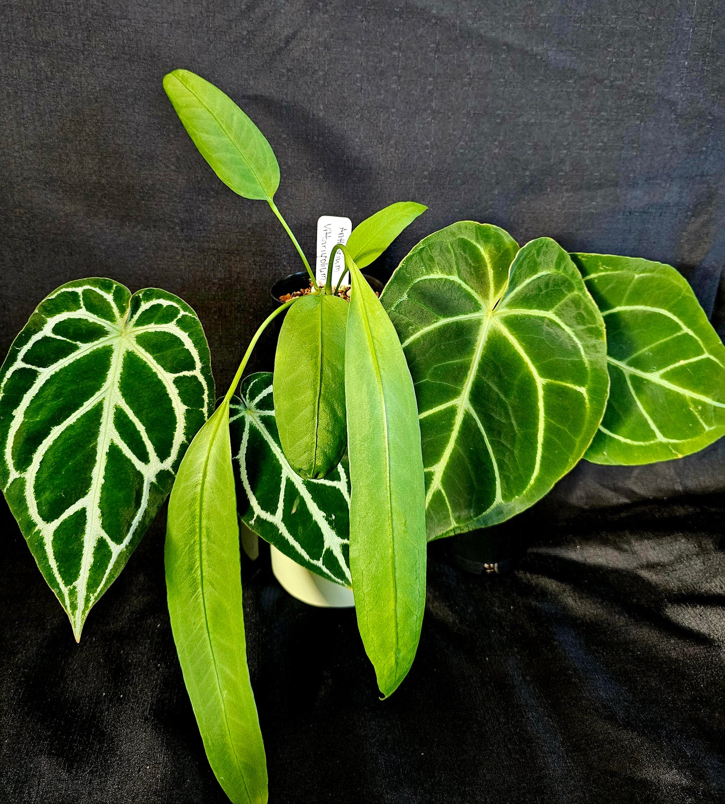 Anthurium Bundle Pack (3 Plants)