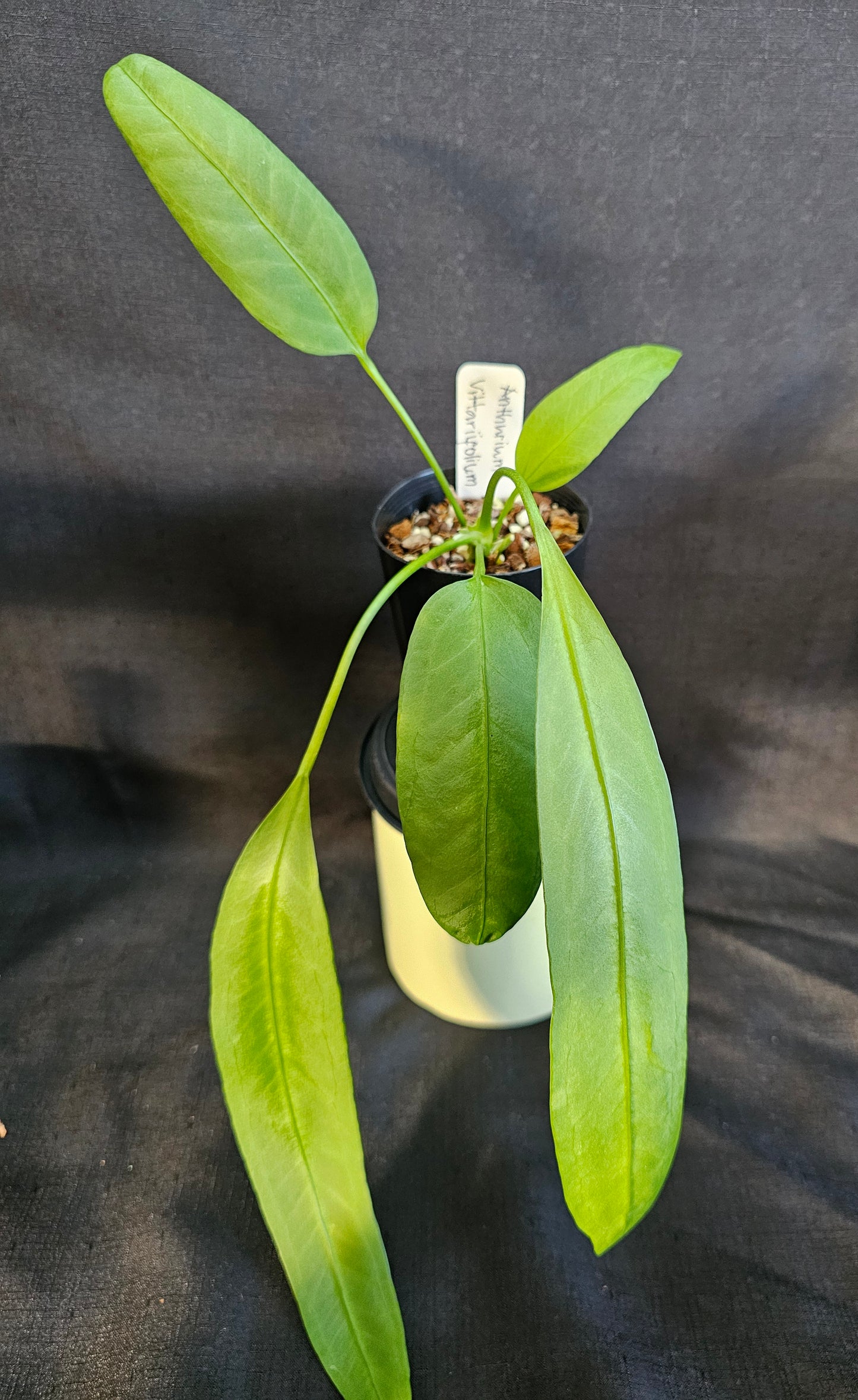 Anthurium Bundle Pack (3 Plants)