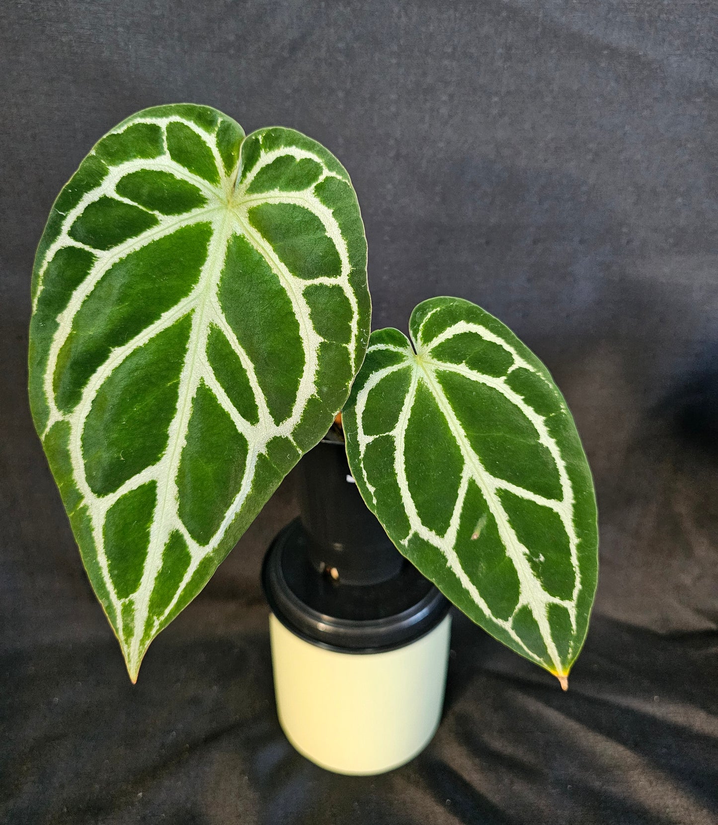Anthurium Bundle Pack (3 Plants)