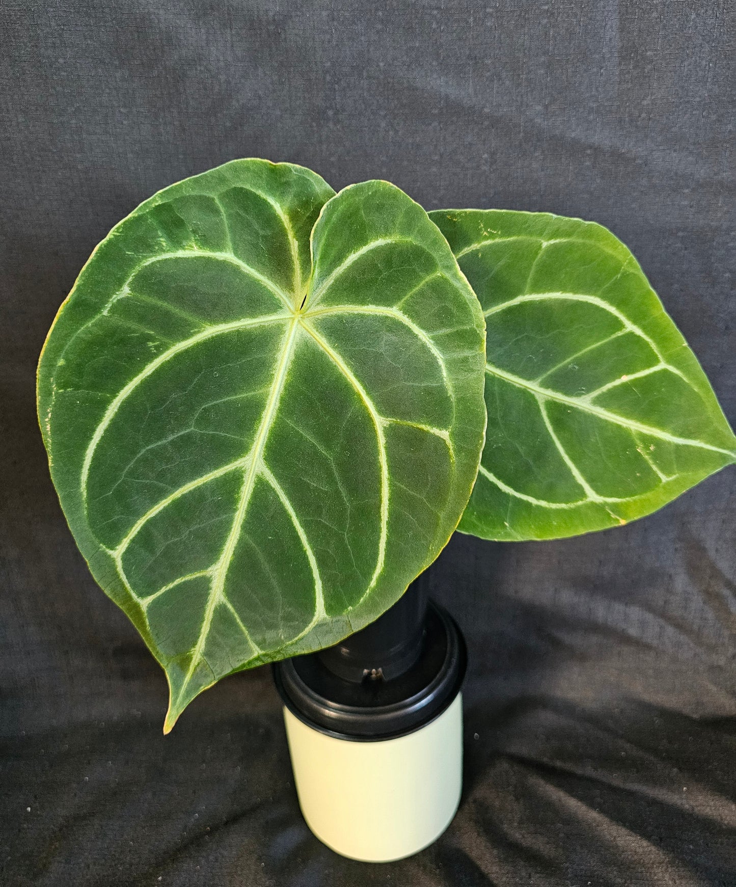 Anthurium Bundle Pack (3 Plants)