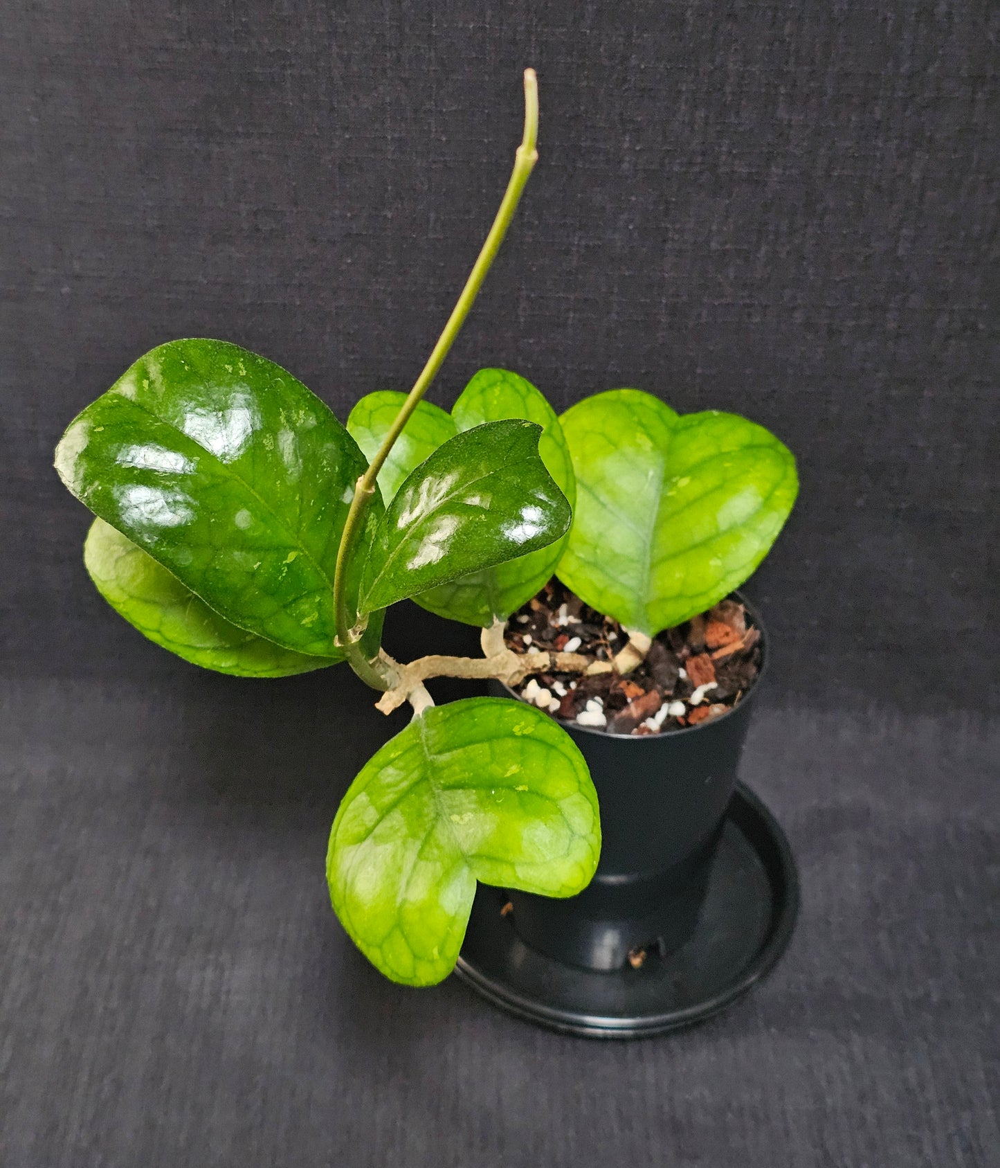 Hoya deykeae