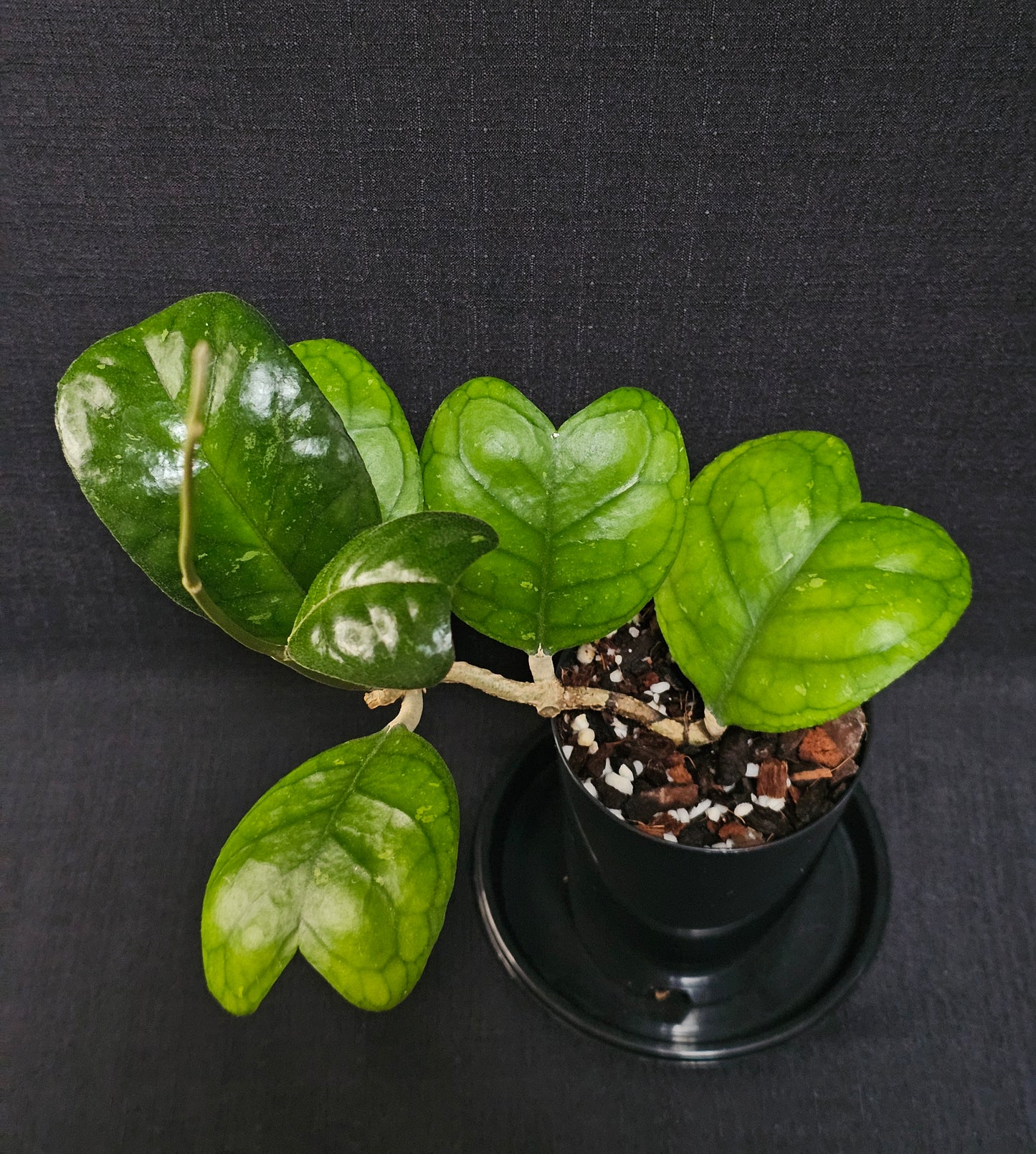 Hoya deykeae