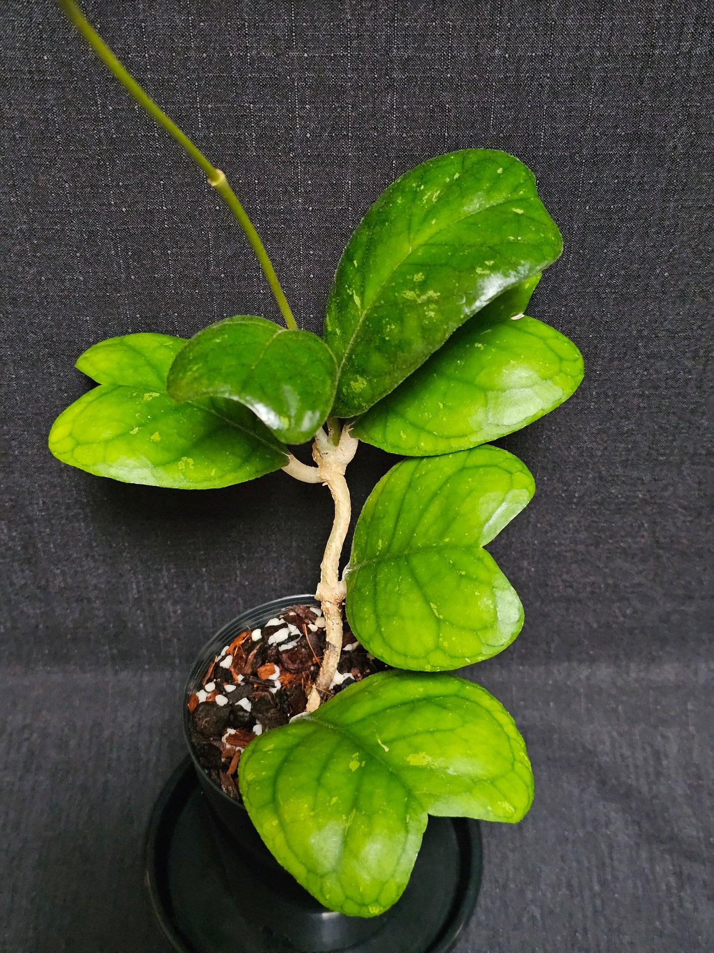 Hoya deykeae