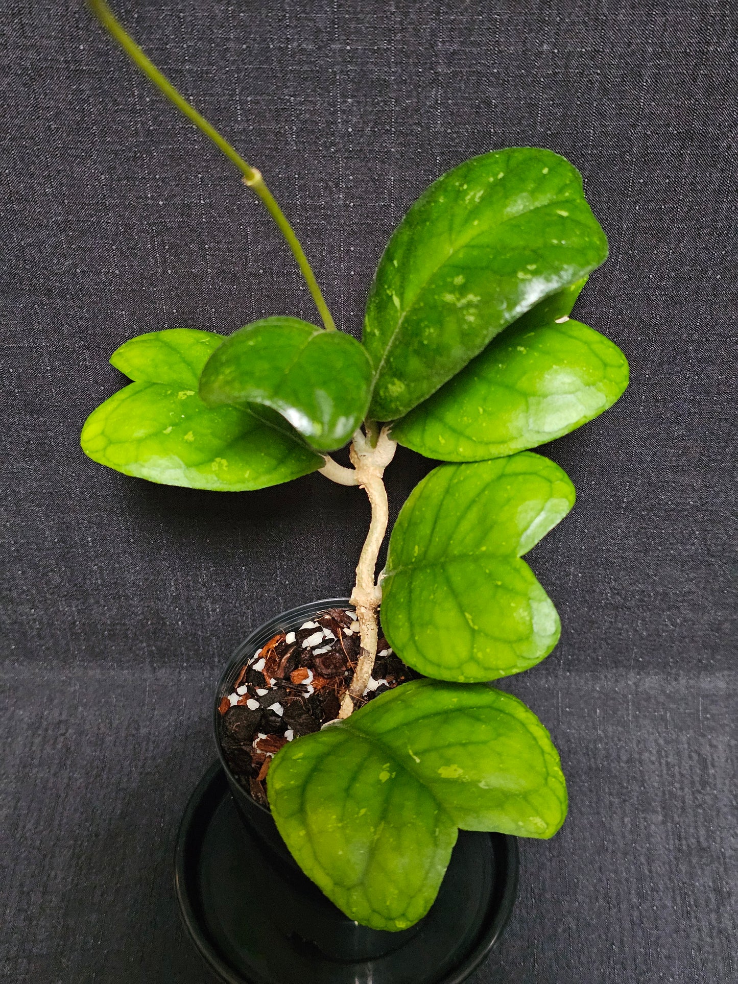 Hoya deykeae