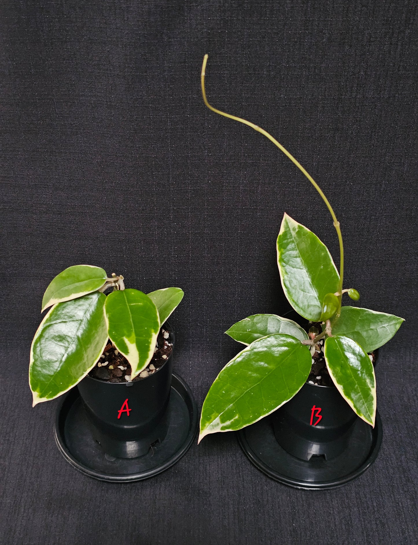 Hoya verticillata  'Panglay'  Outer Variegated