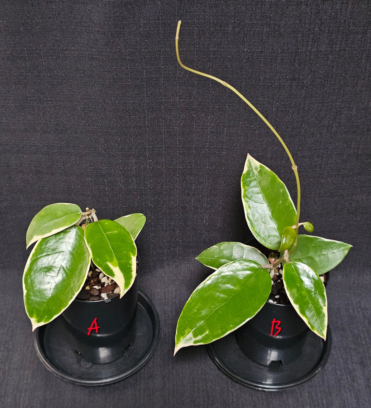 Hoya verticillata  'Panglay'  Outer Variegated