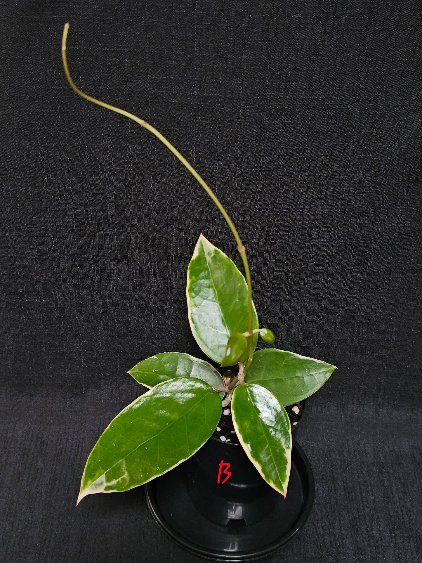 Hoya verticillata  'Panglay'  Outer Variegated