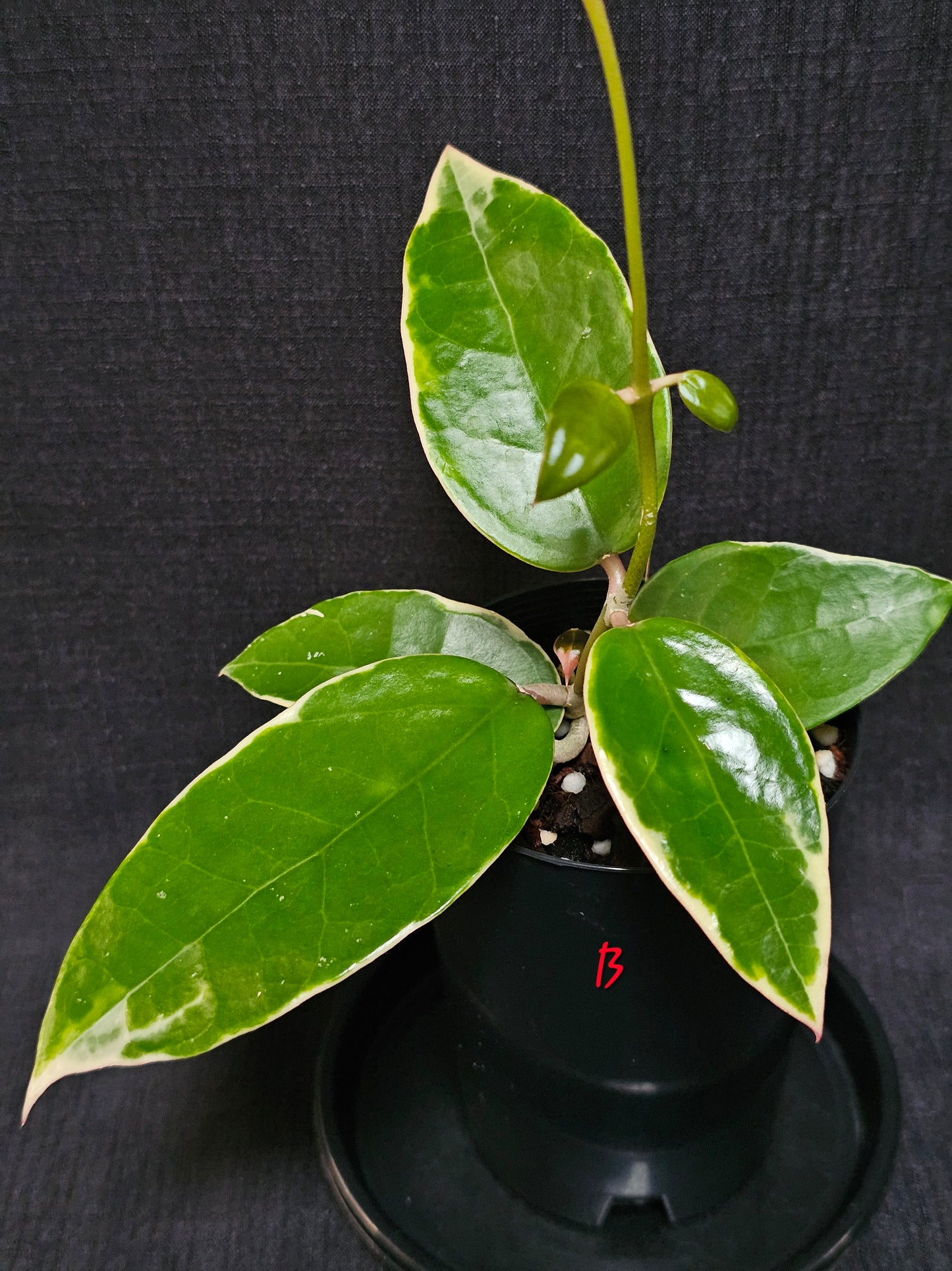 Hoya verticillata  'Panglay'  Outer Variegated