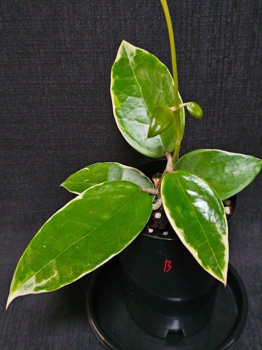 Hoya verticillata  'Panglay'  Outer Variegated