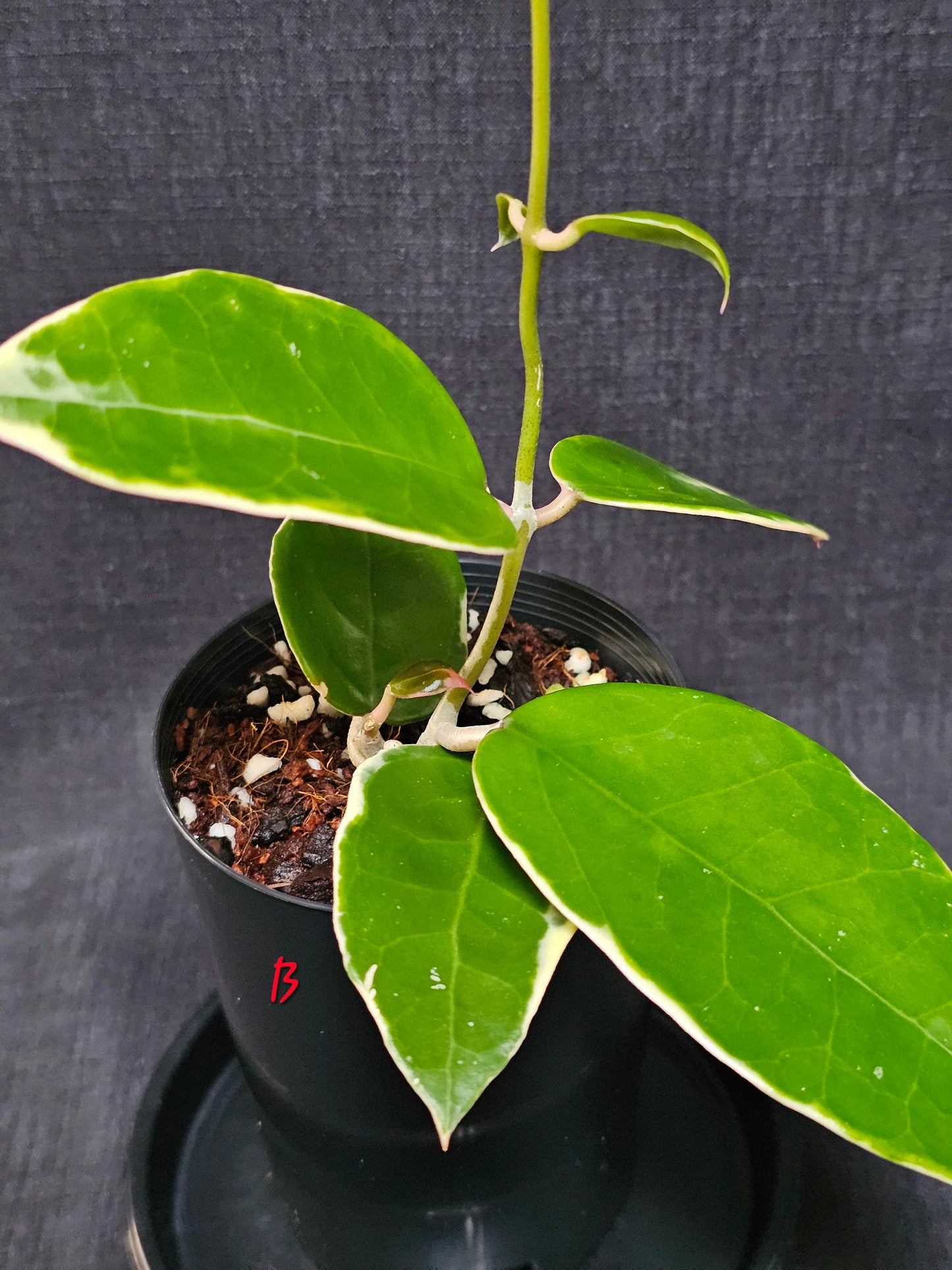 Hoya verticillata  'Panglay'  Outer Variegated