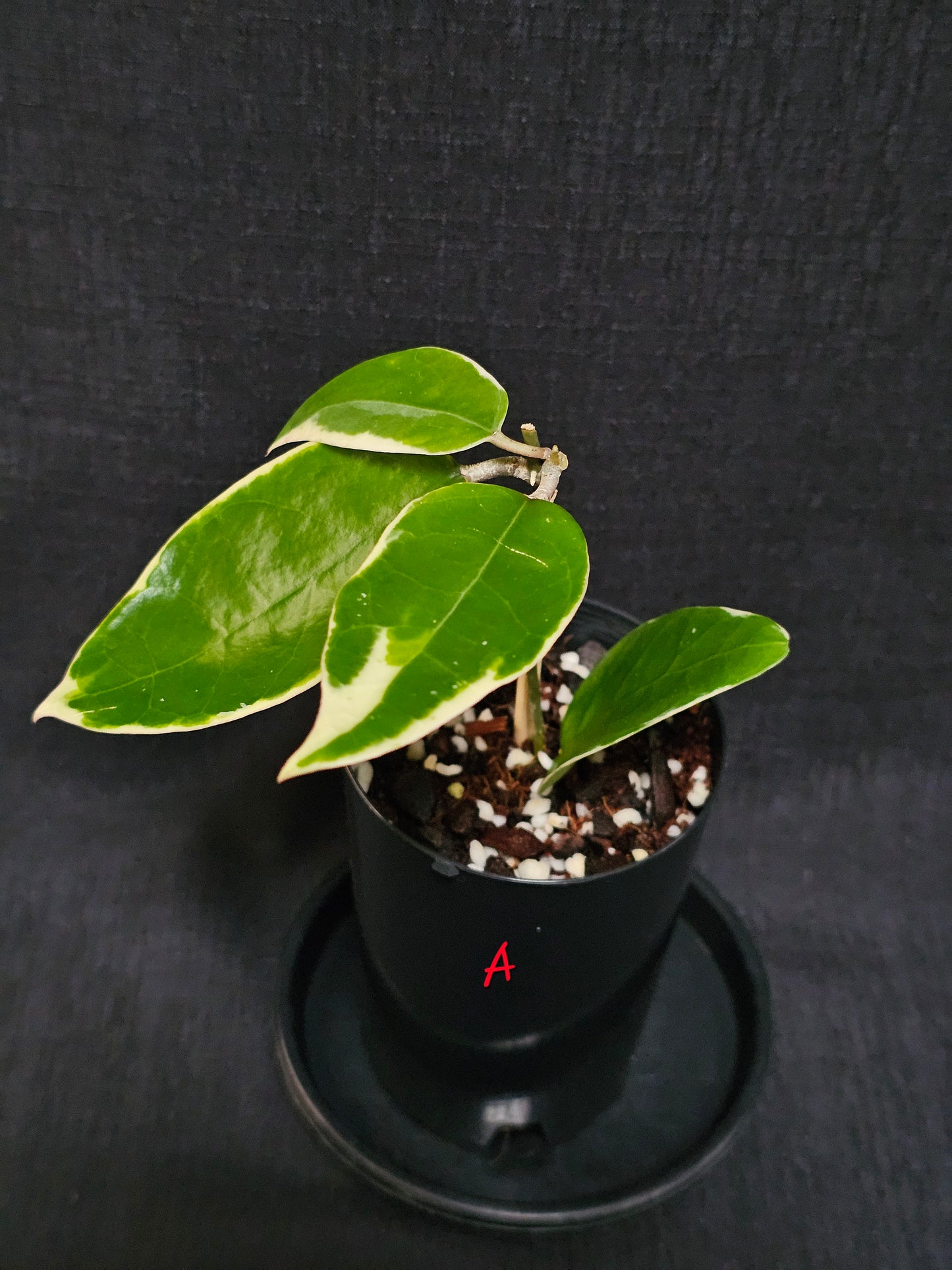 Hoya verticillata  'Panglay'  Outer Variegated