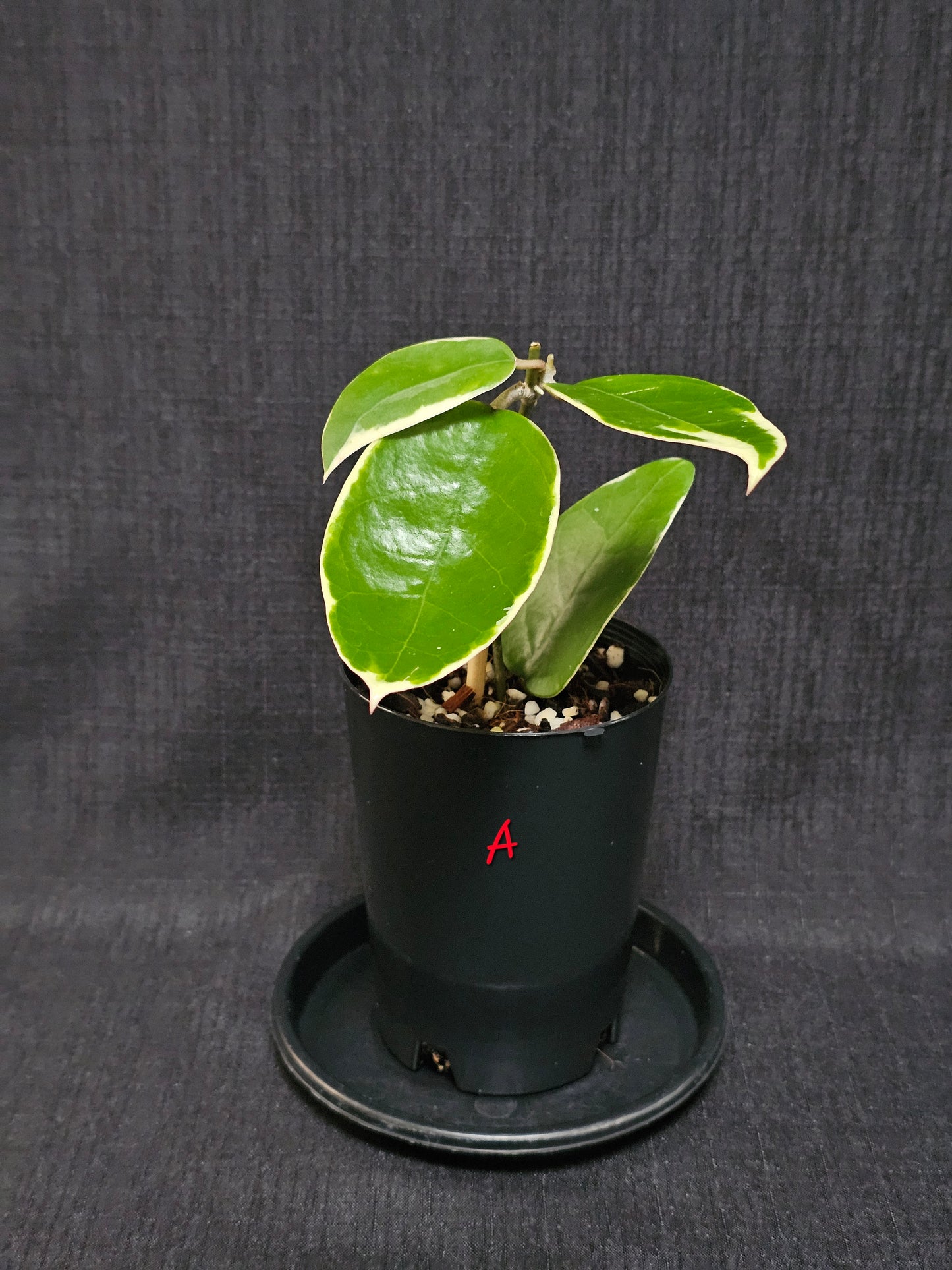 Hoya verticillata  'Panglay'  Outer Variegated