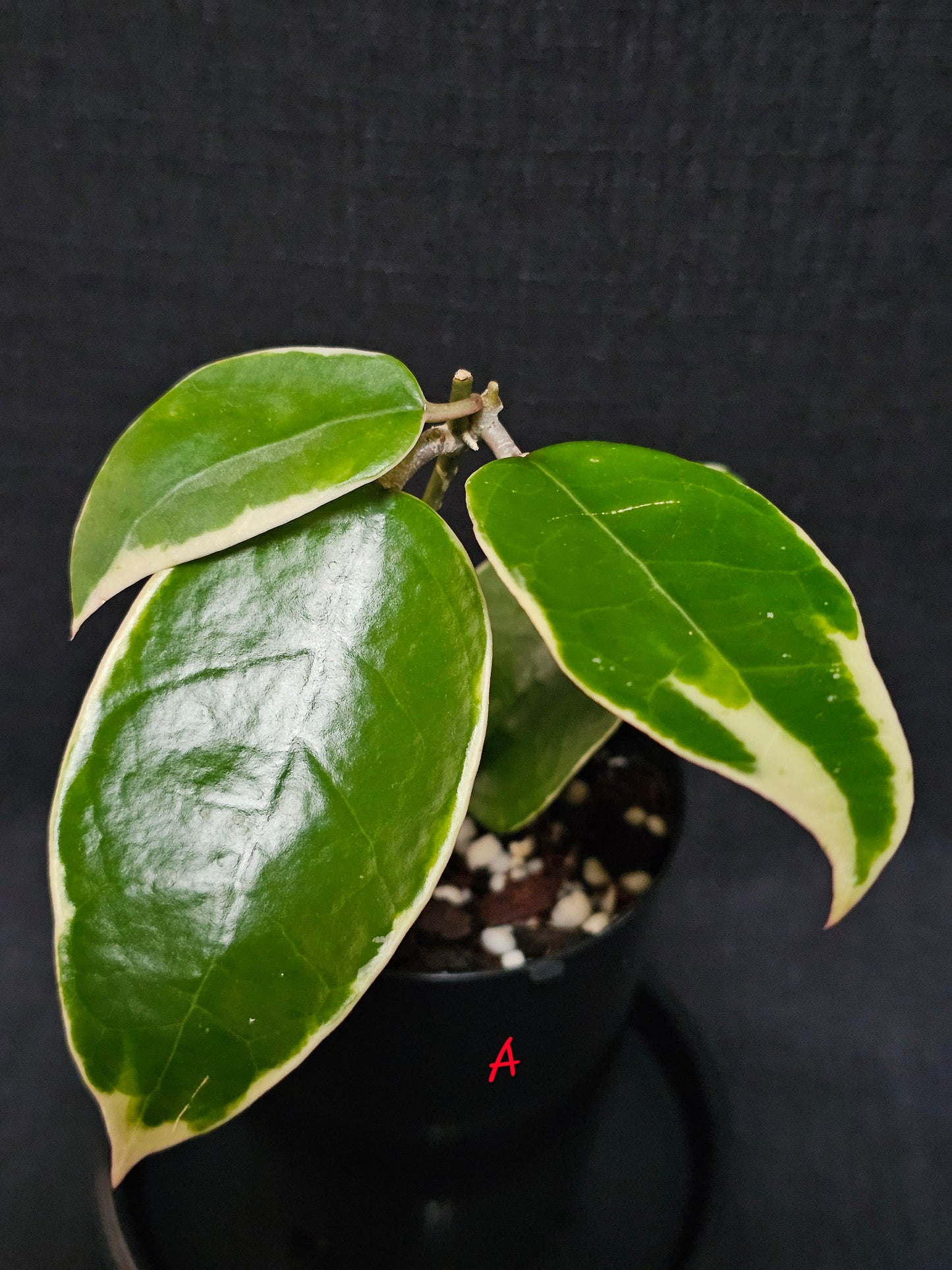 Hoya verticillata  'Panglay'  Outer Variegated