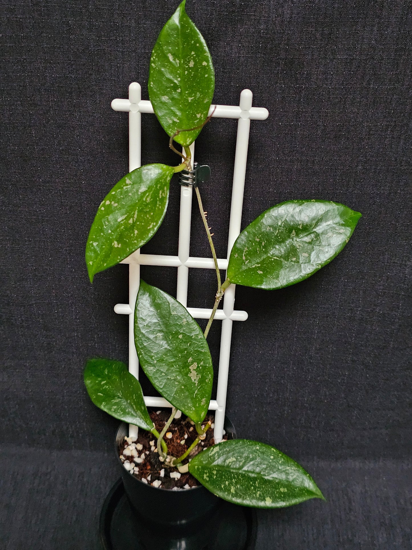 Hoya lai chau 'Splash'