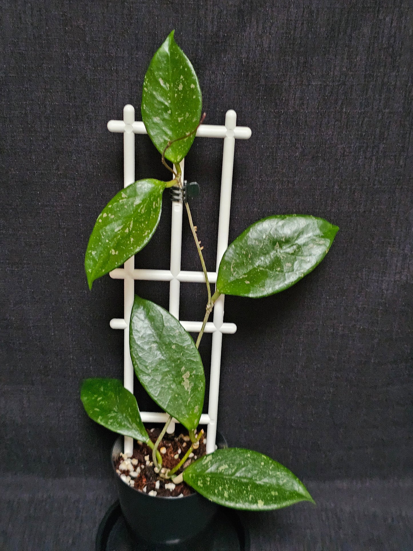 Hoya lai chau 'Splash'