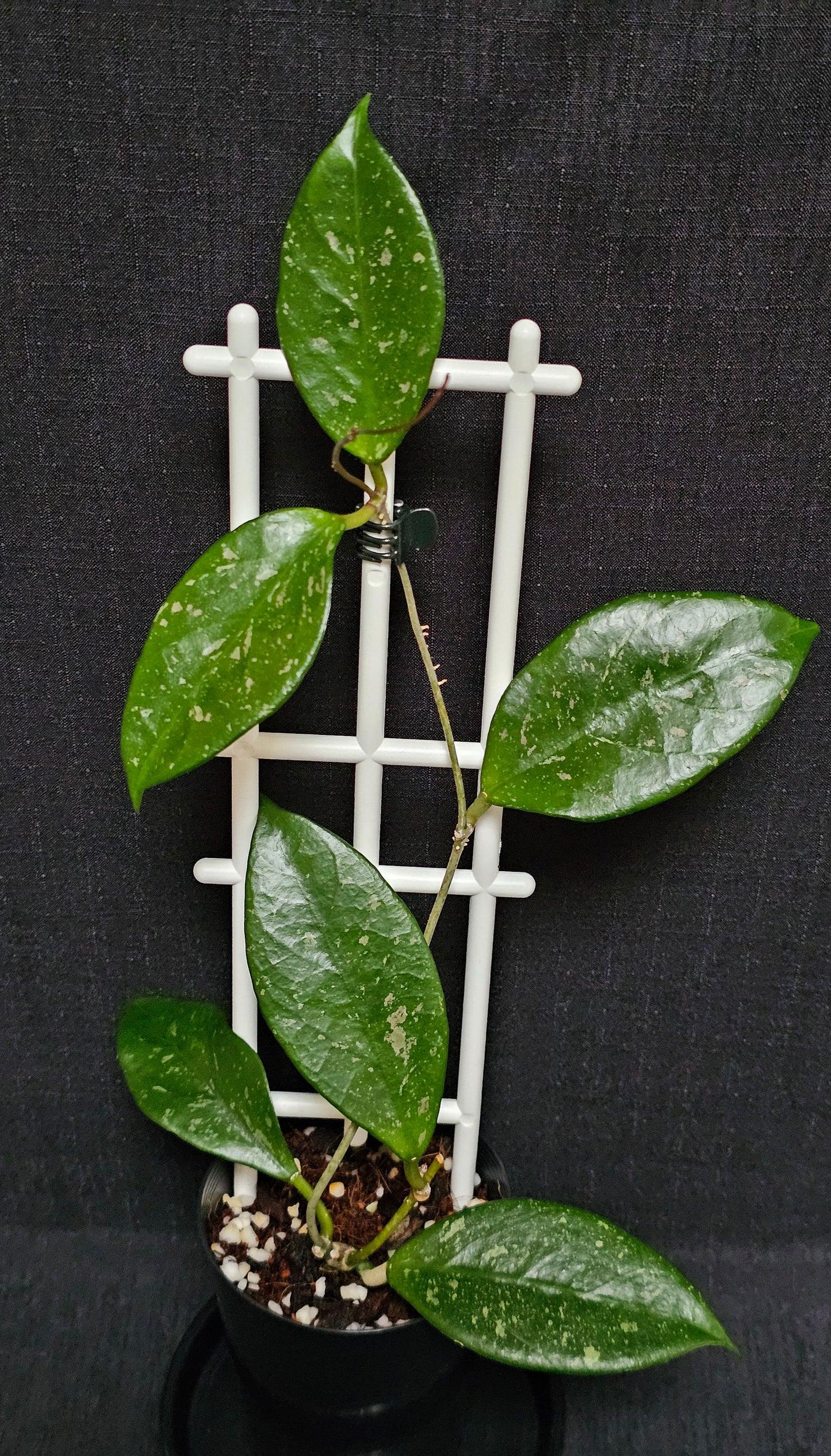 Hoya lai chau 'Splash'