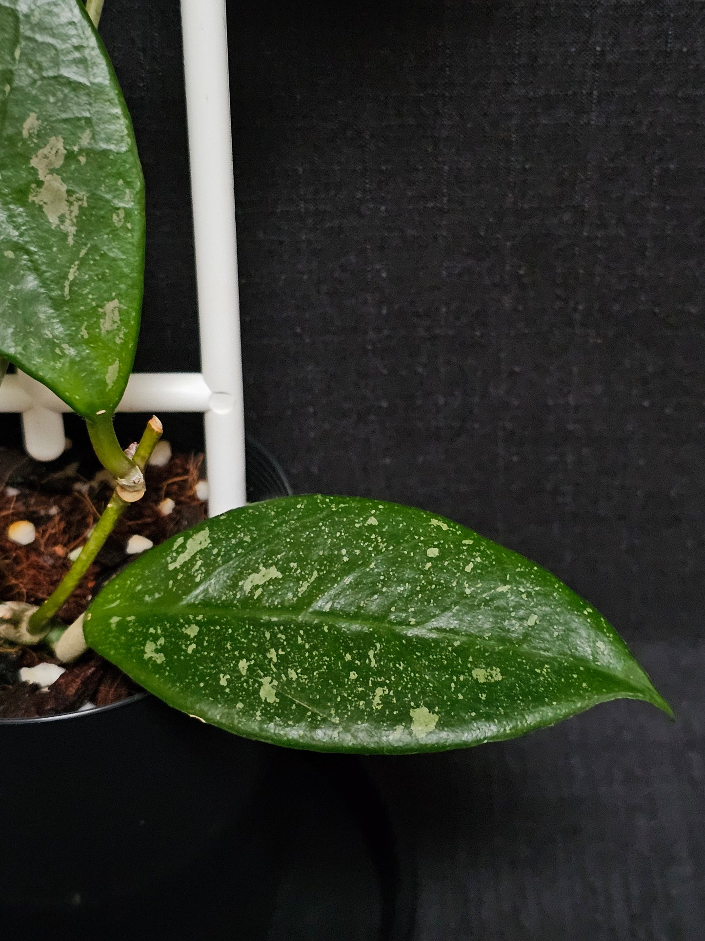 Hoya lai chau 'Splash'