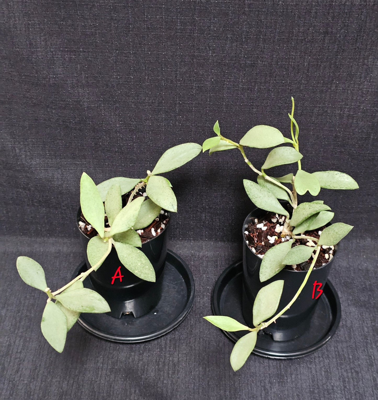 Hoya nummularioides 'Silver'