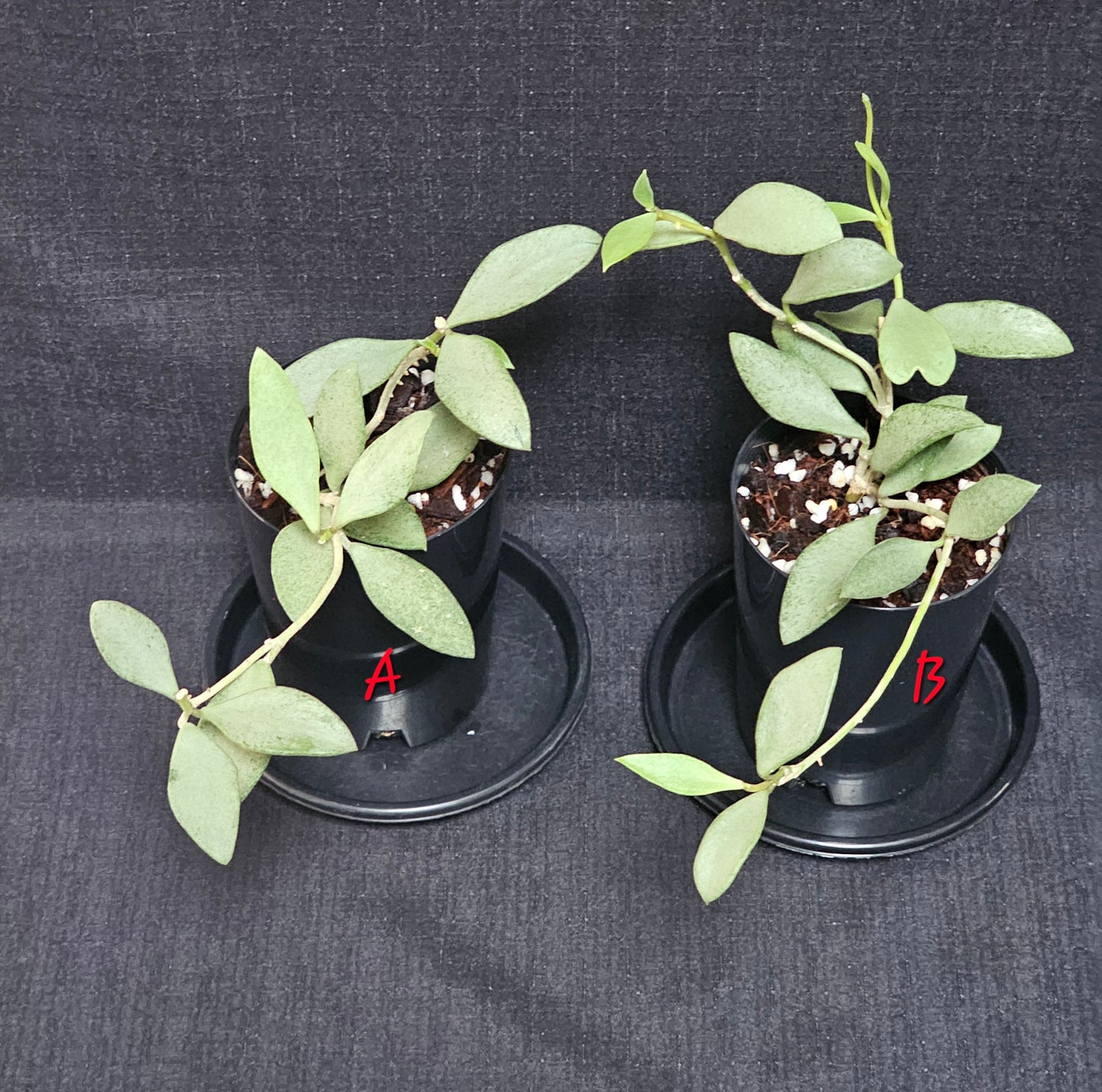 Hoya nummularioides 'Silver'