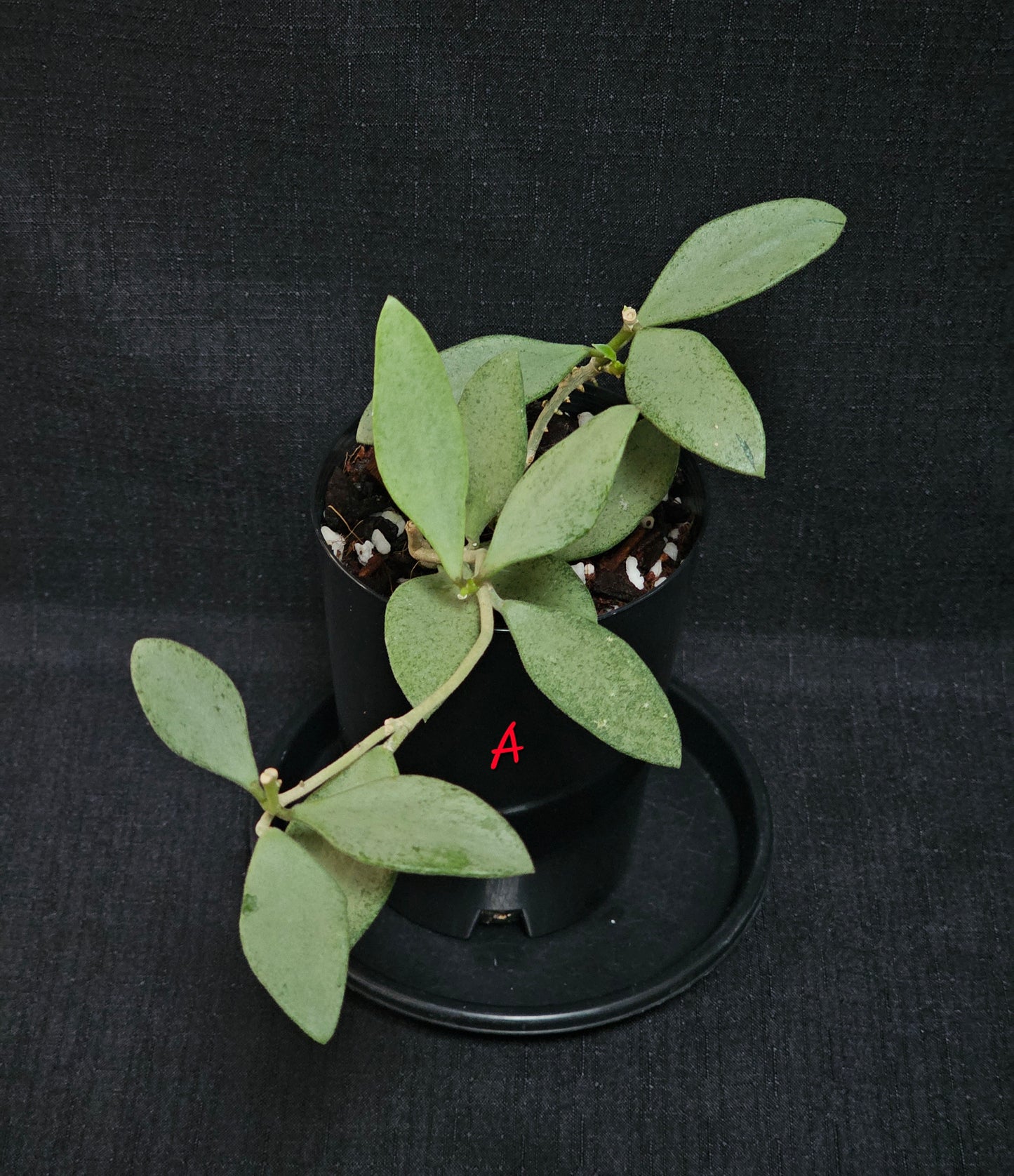 Hoya nummularioides 'Silver'
