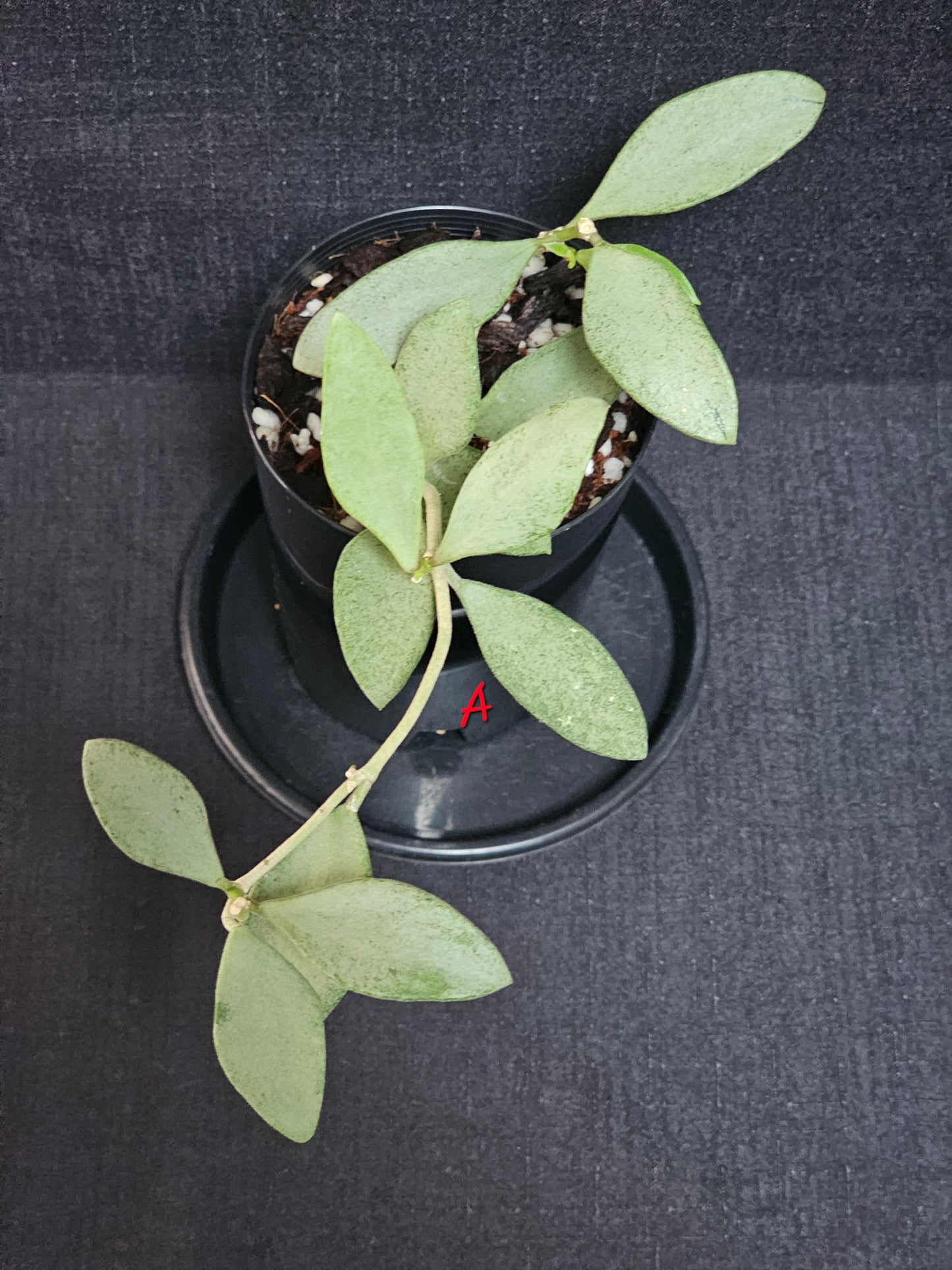 Hoya nummularioides 'Silver'