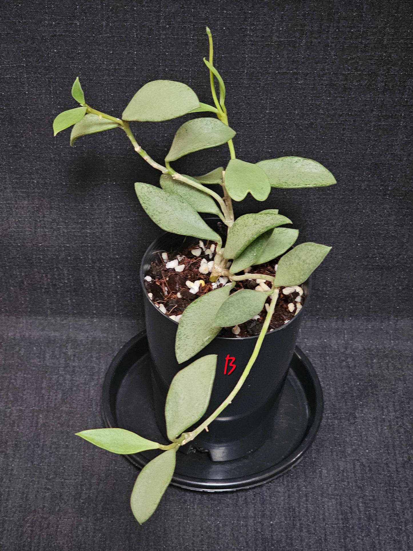Hoya nummularioides 'Silver'