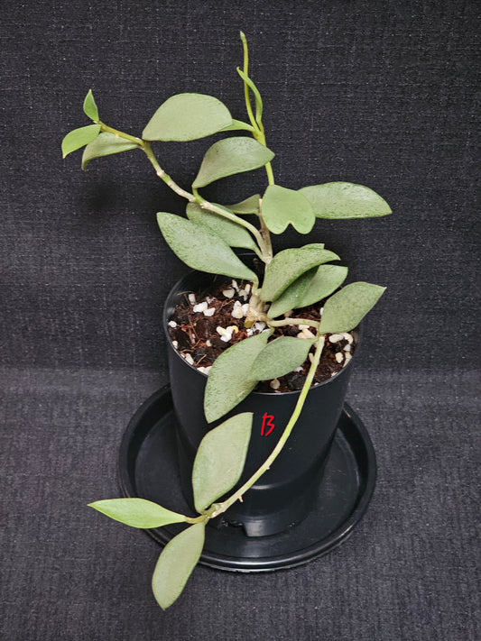 Hoya nummularioides 'Silver'