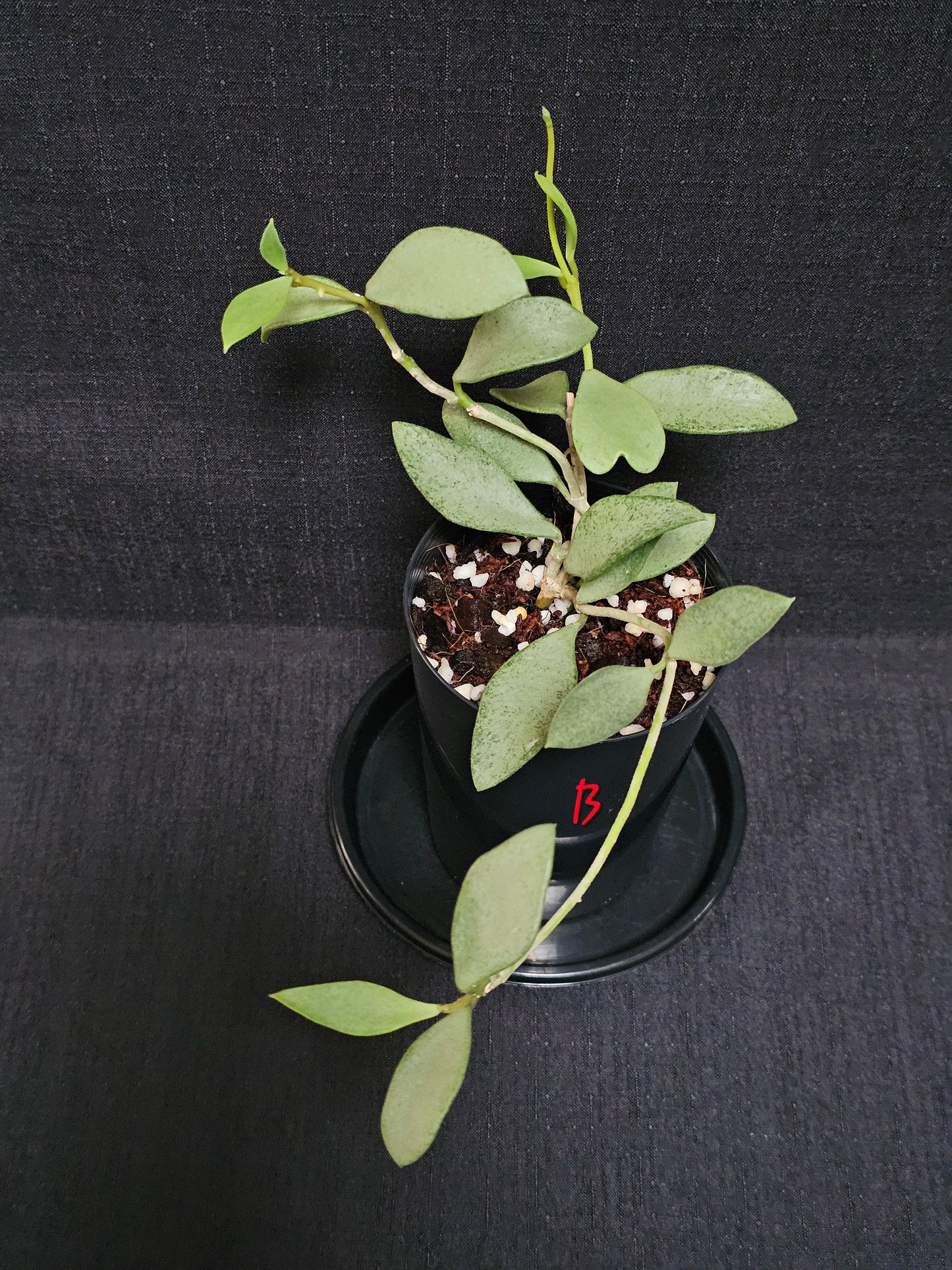Hoya nummularioides 'Silver'