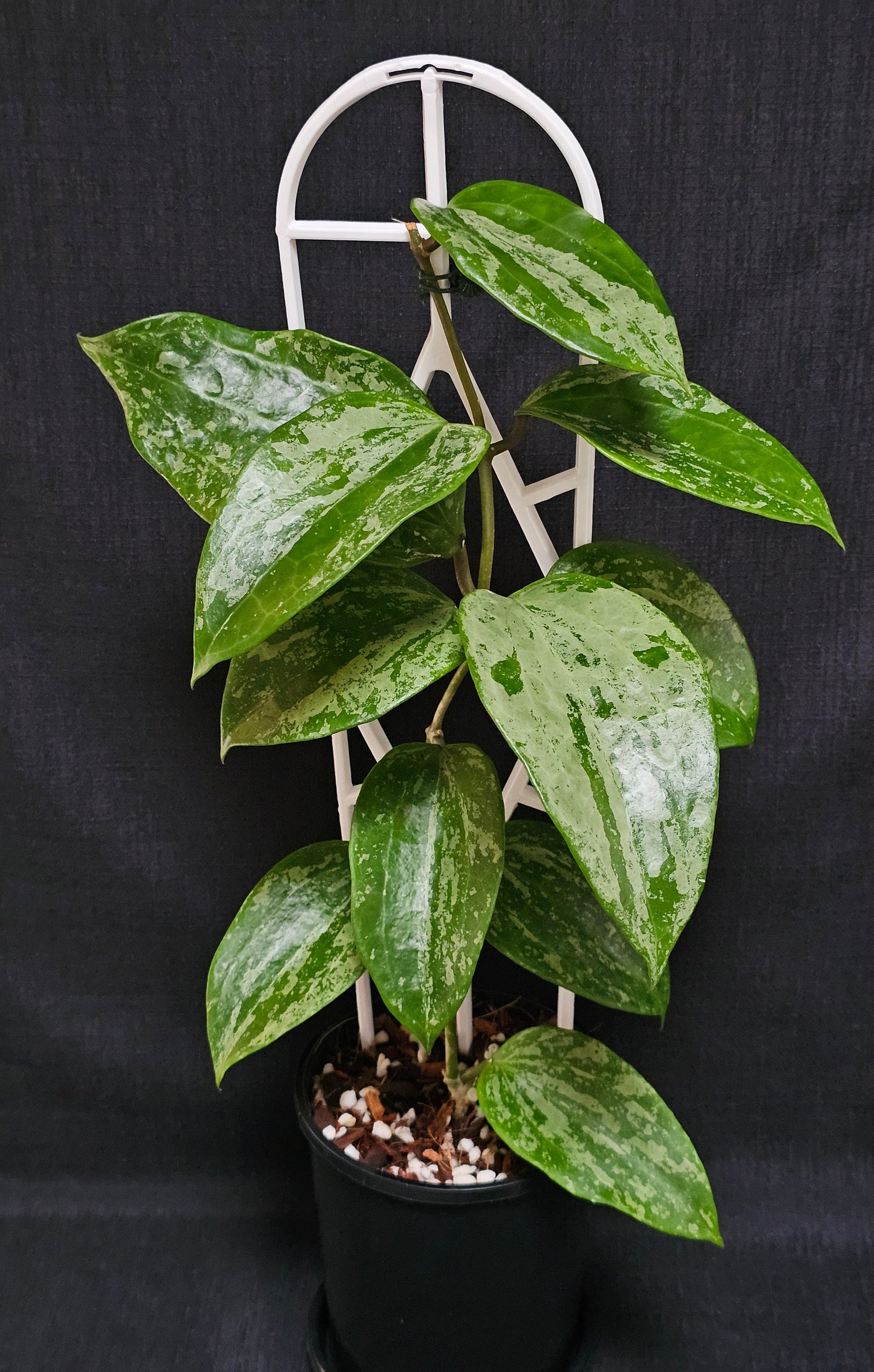 Hoya latifolia 'Snow Queen'